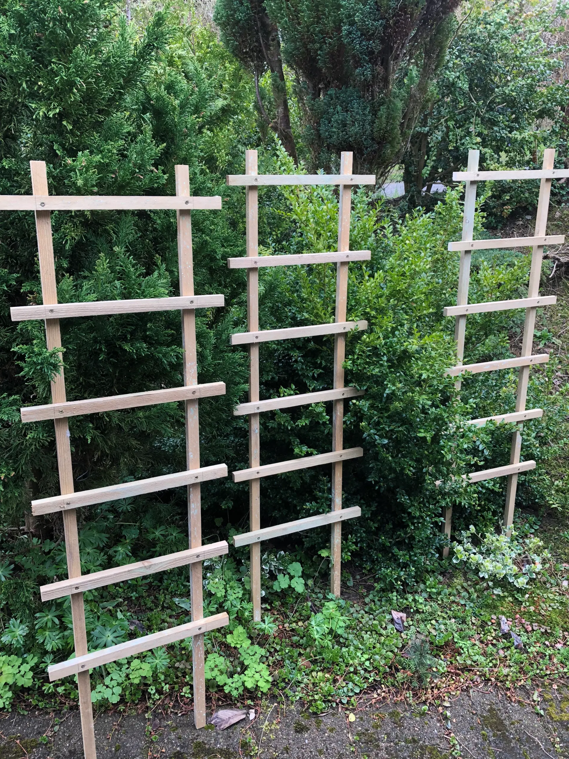 Espalier