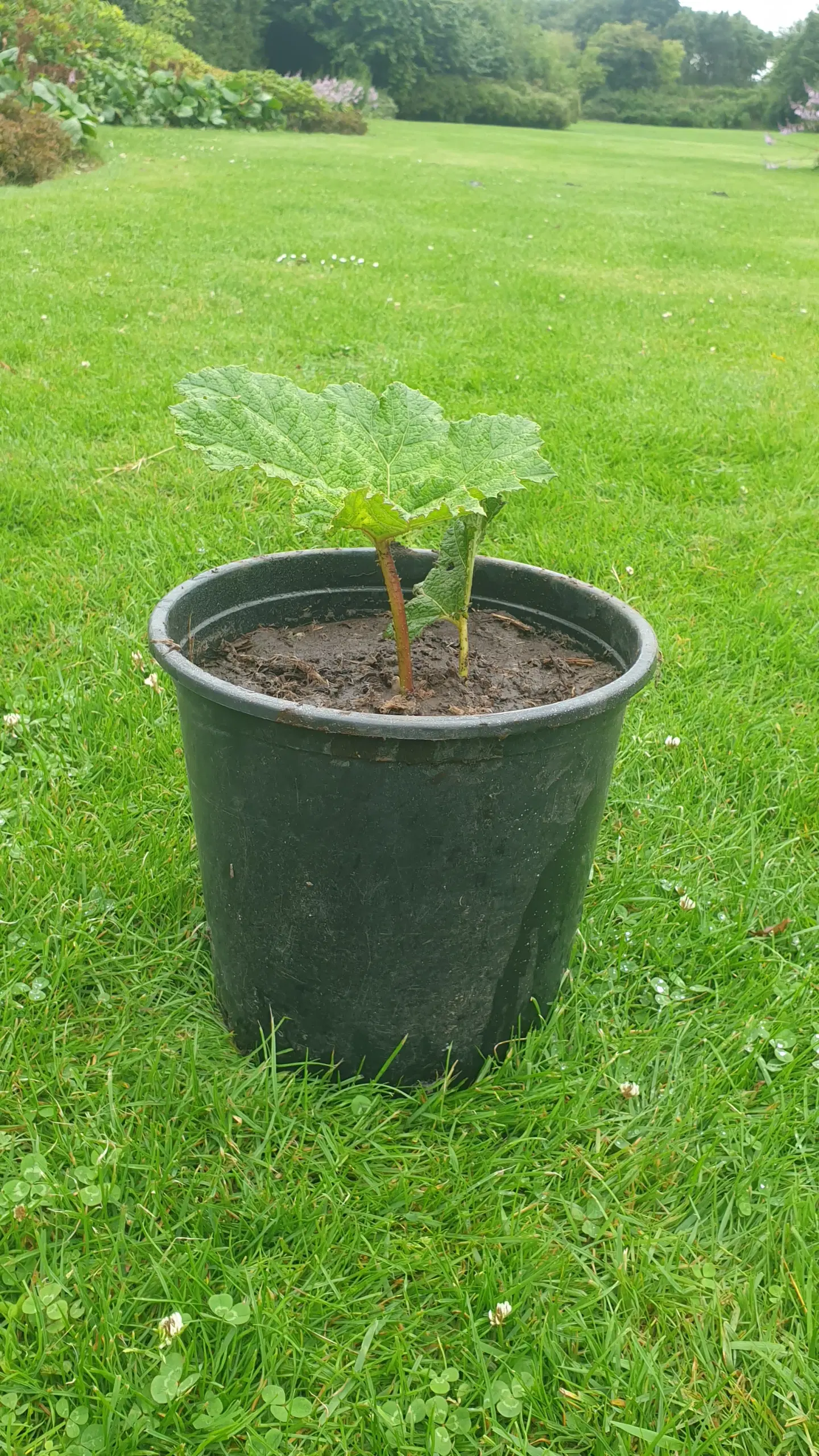 Mammut blad gunnera manicata