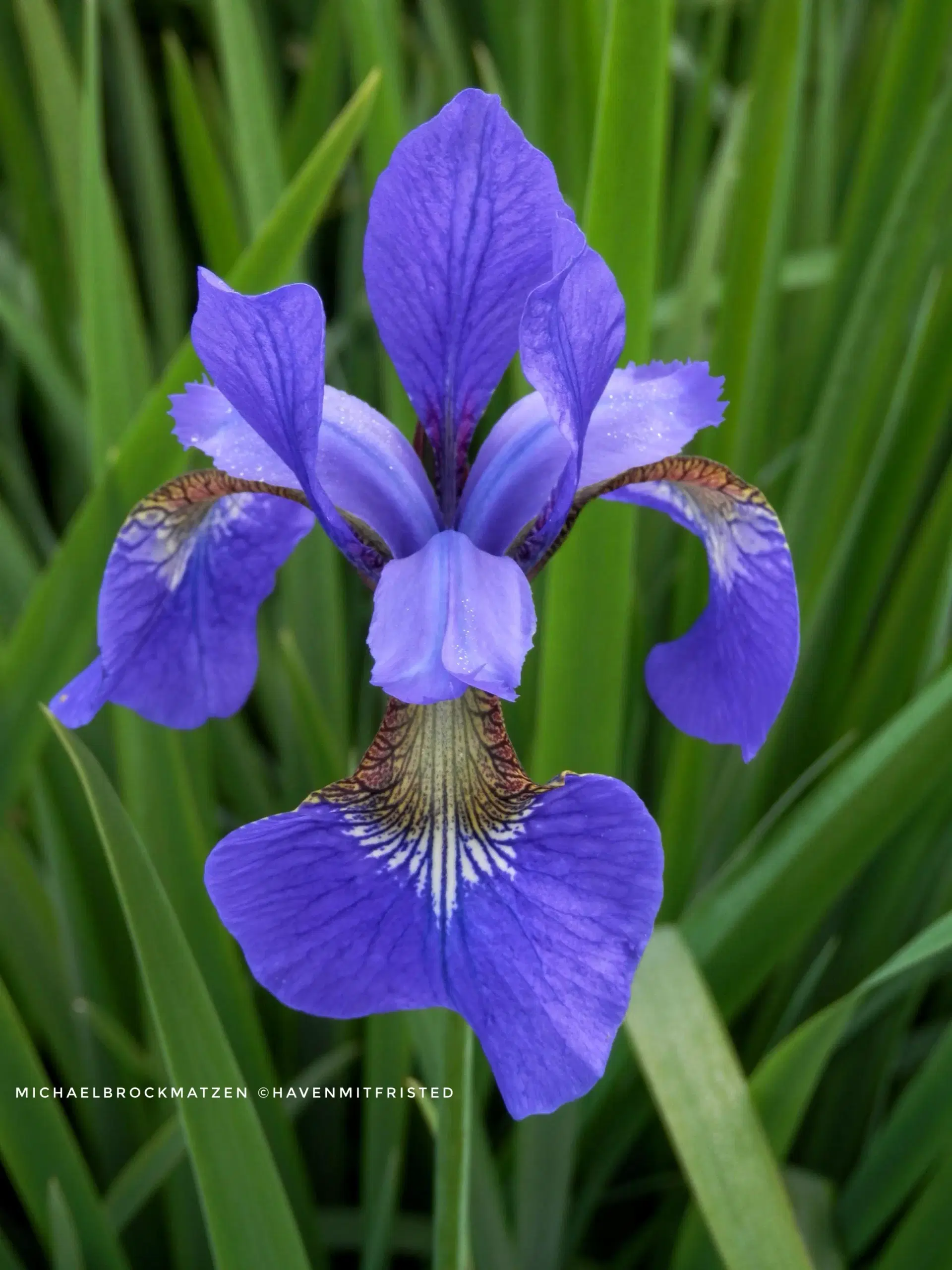 Blå Iris