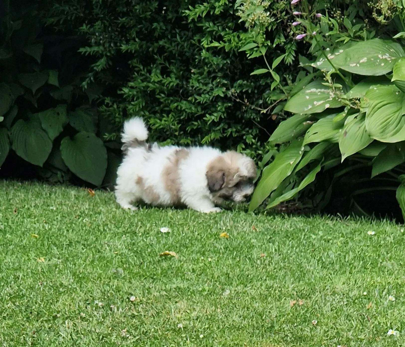 Coton de tulear