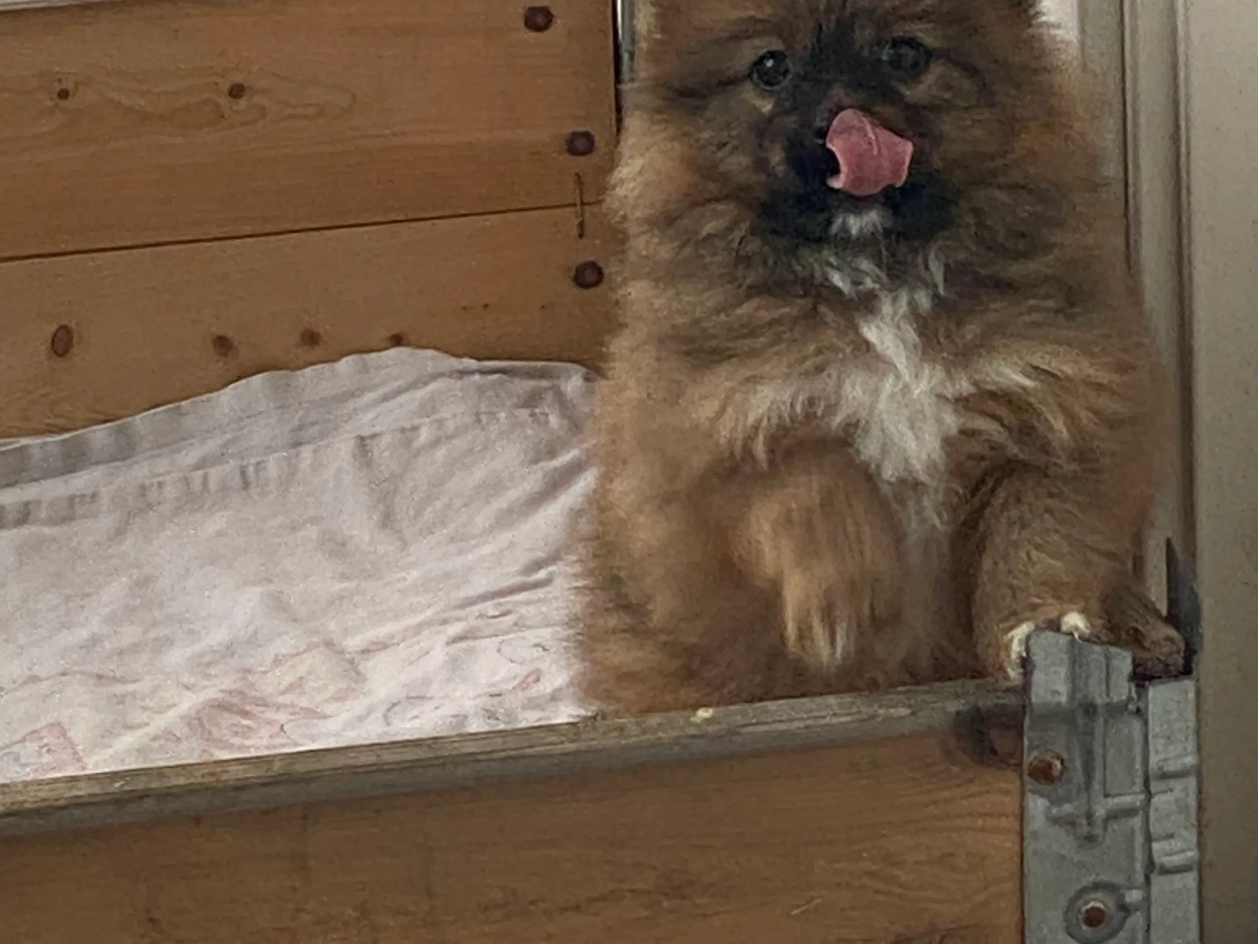 Hvalp sælges, krydsning/ pomeranian og papillon