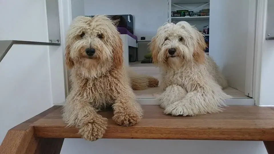 Goldendoodle og andre doodler