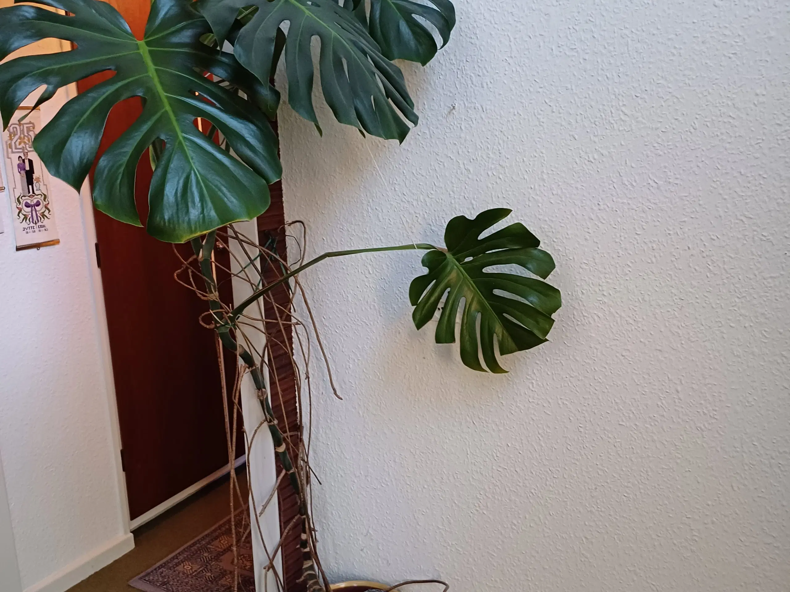 Monstera (Fingerfilodendron)