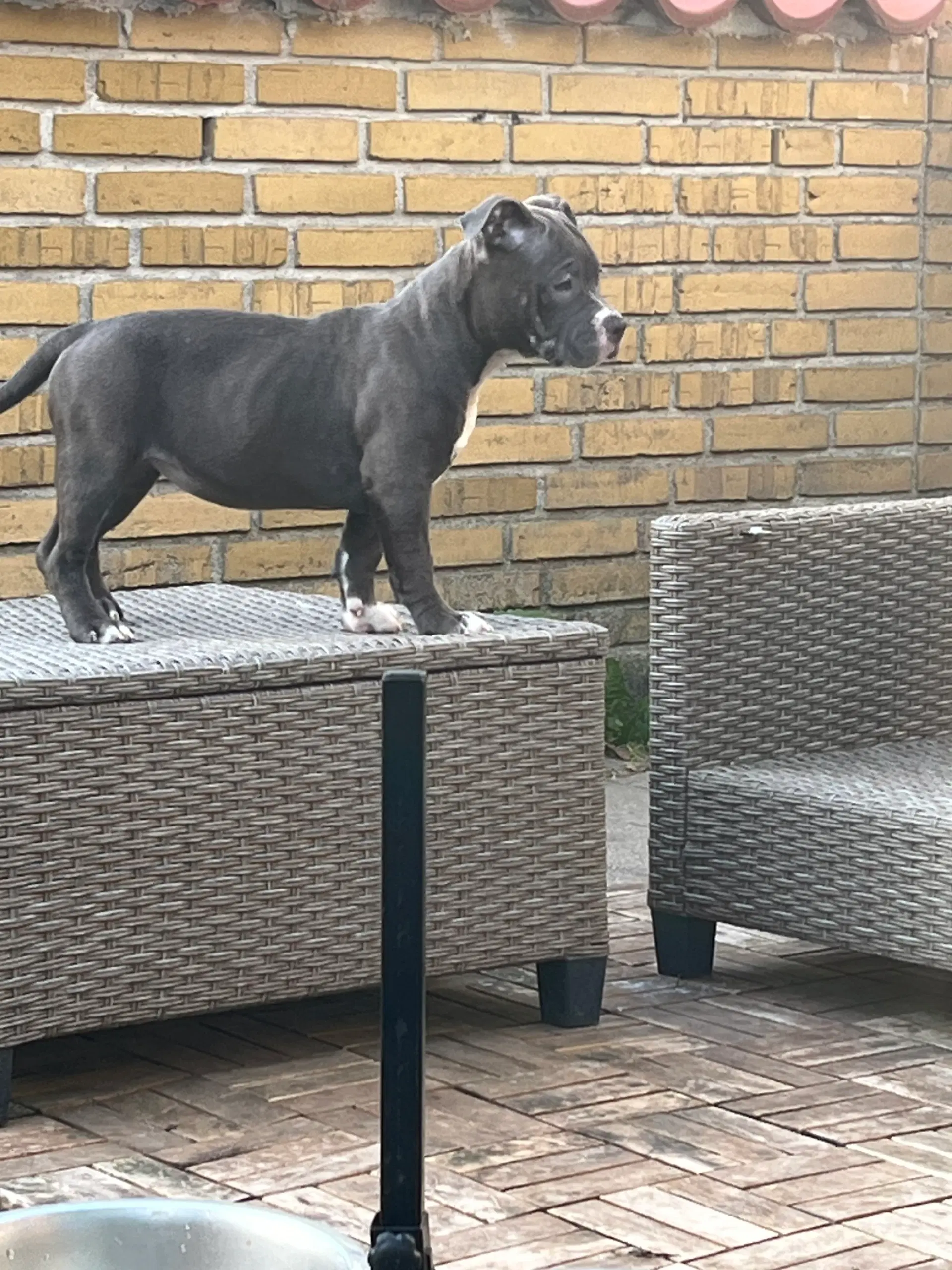 American Bully Hvalpe