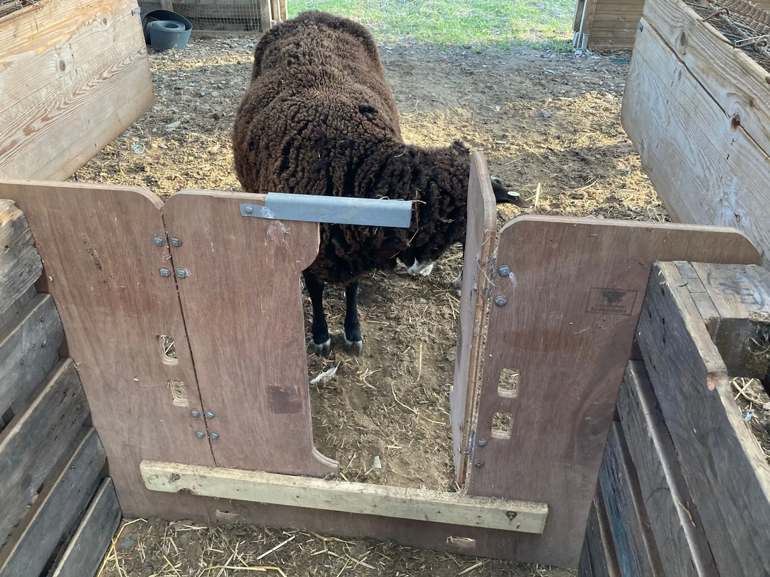 Shearwell lamb adopter