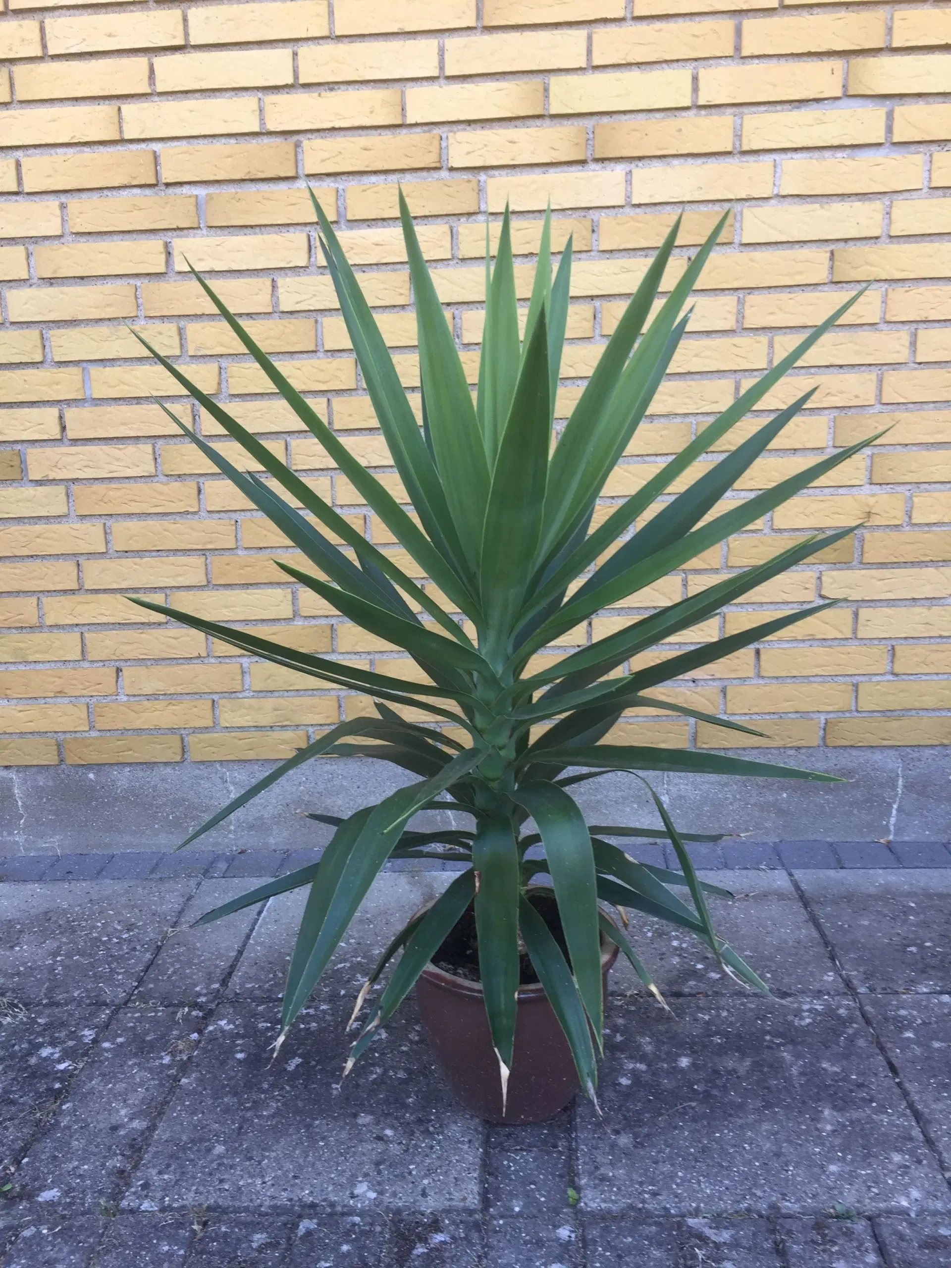 Yucca palmer