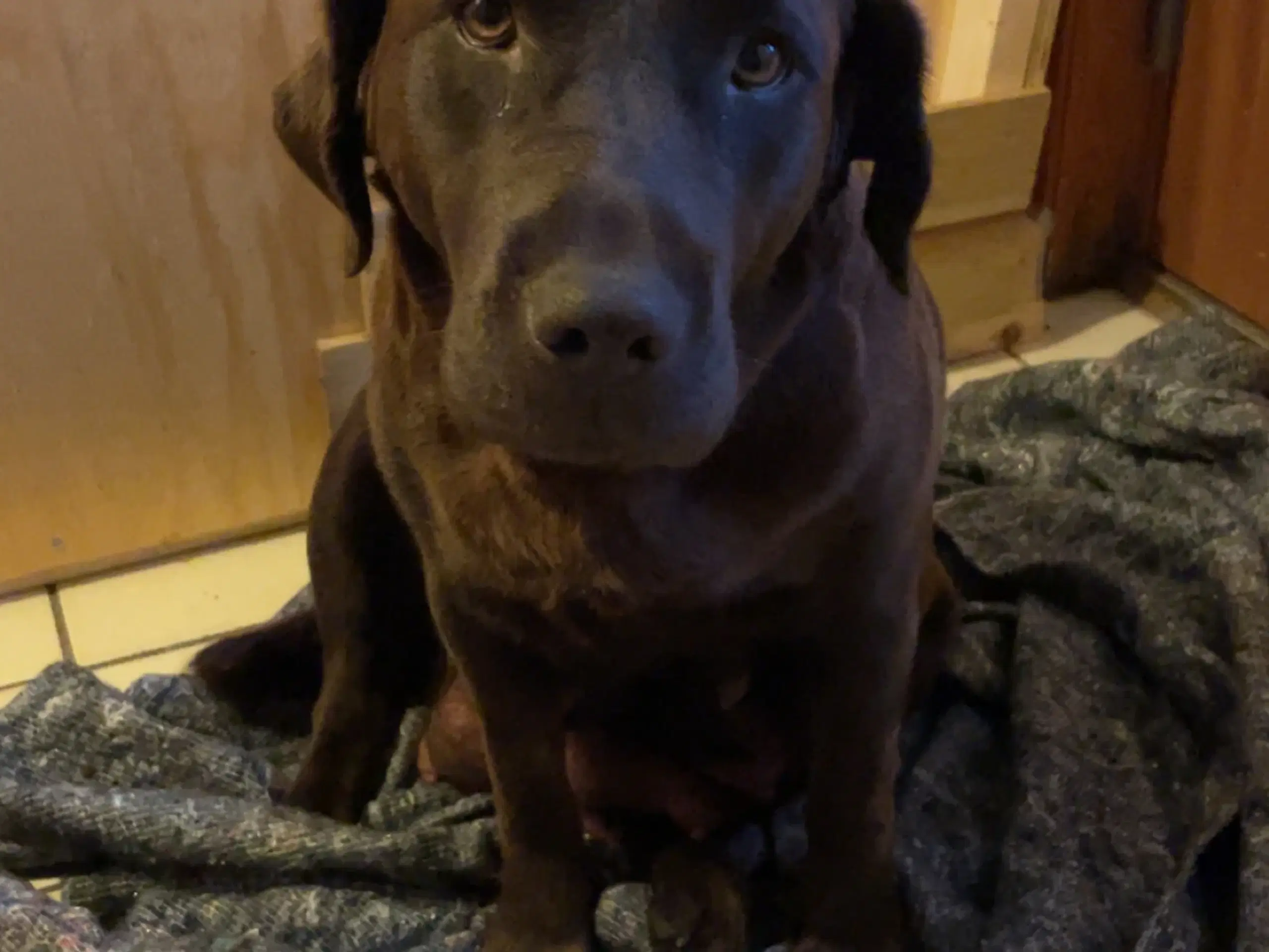 Brune labrador hvalpe