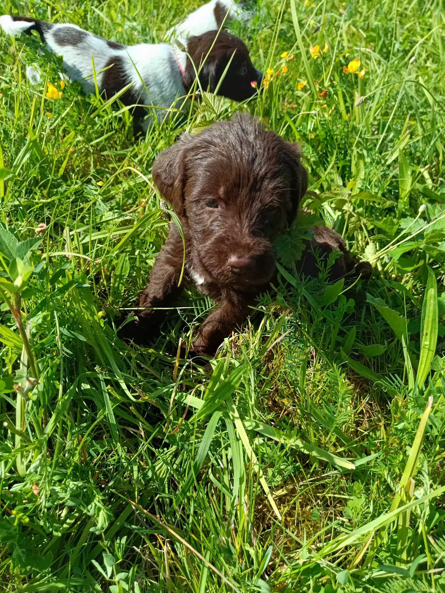 Fantastisk flotte jagthunde eller familiehunde