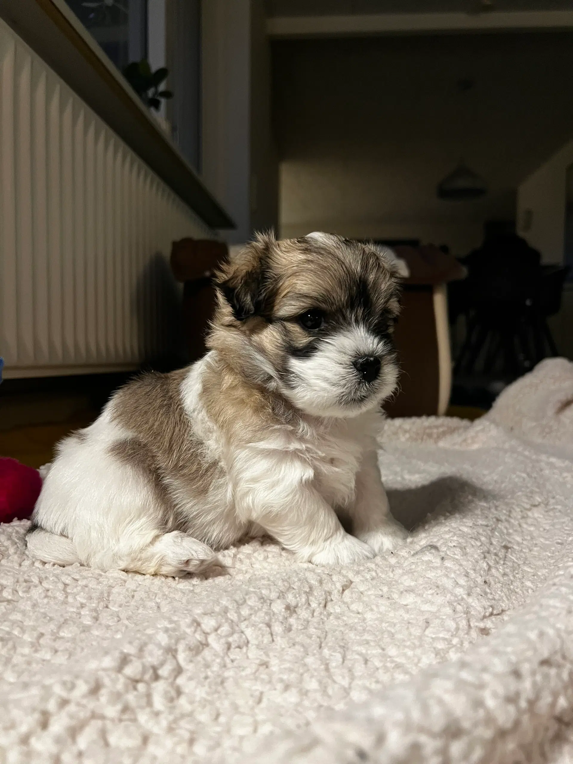 Coton de tulear hvalpe