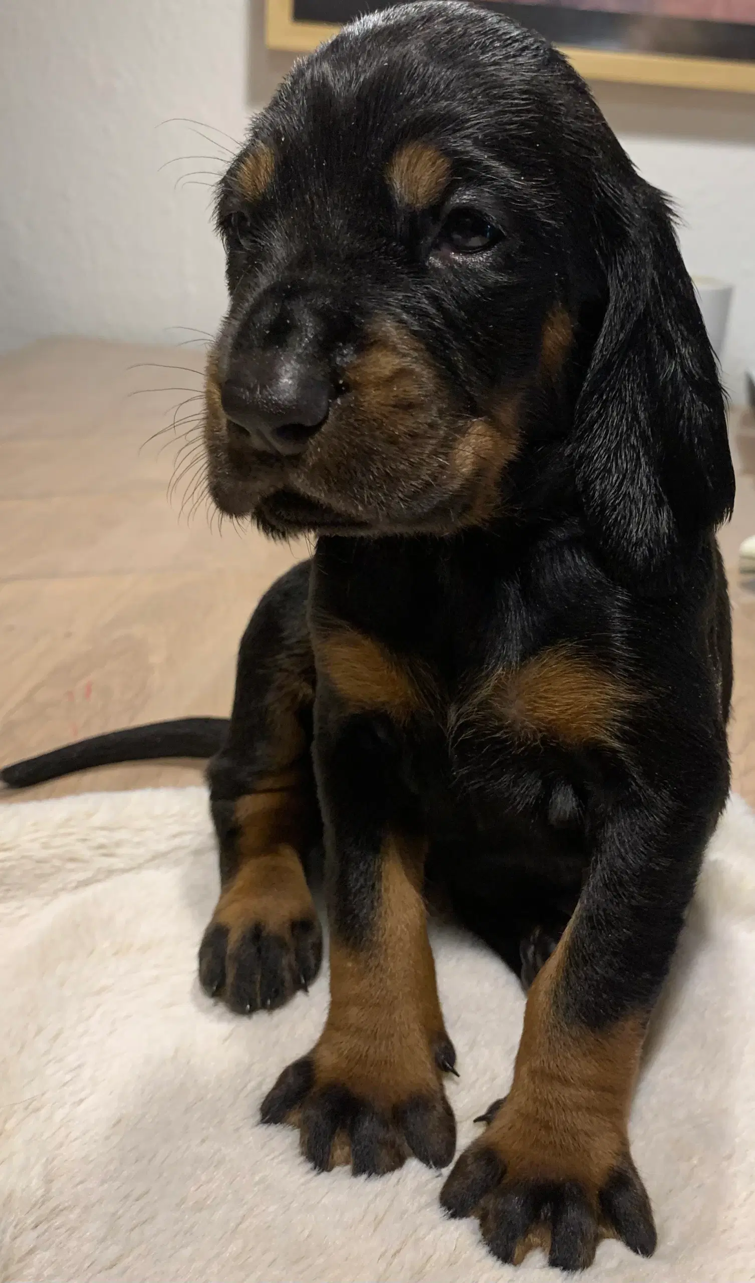 Black and Tan Coonhound hvalpe