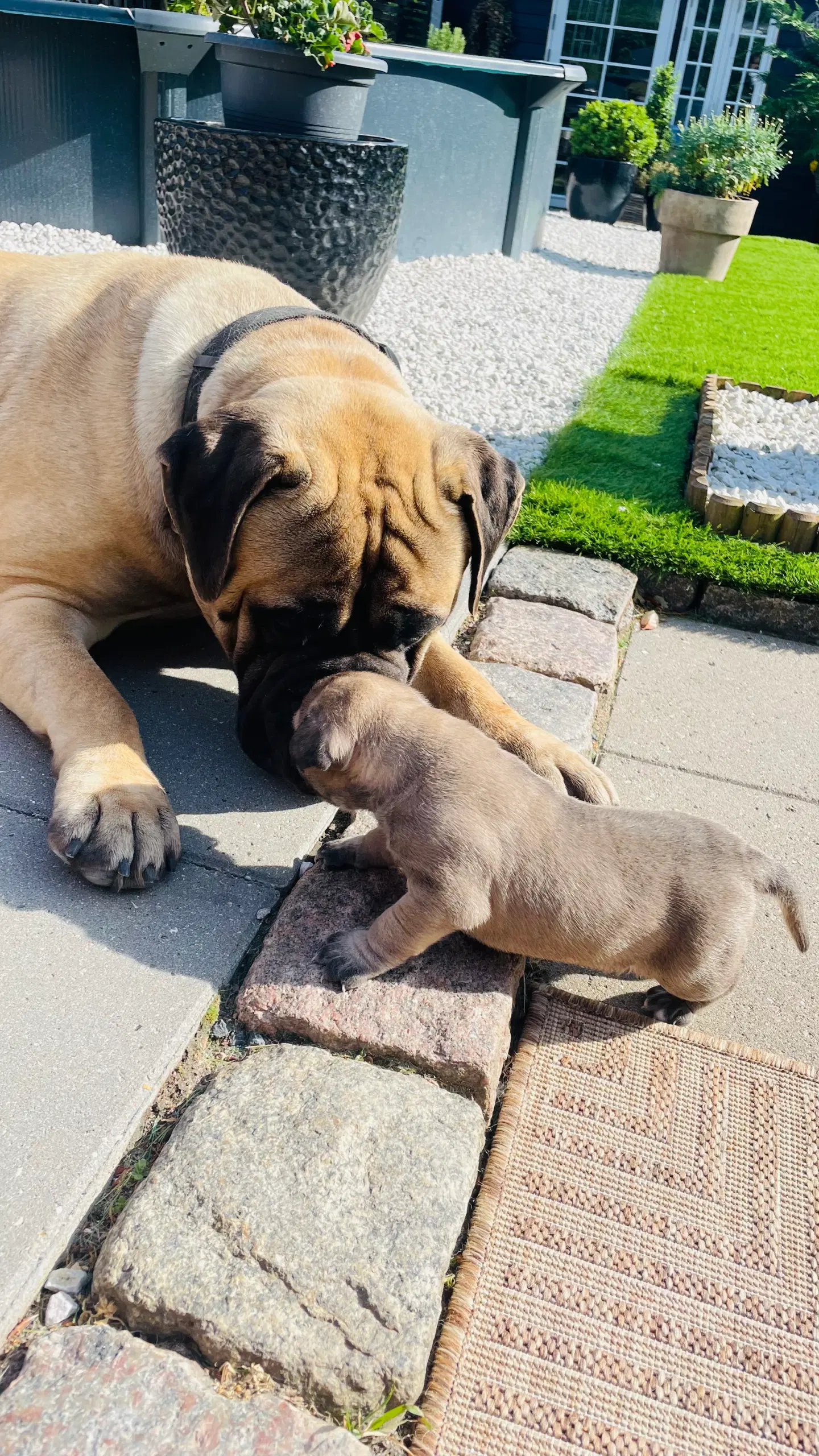 Bullmastiff