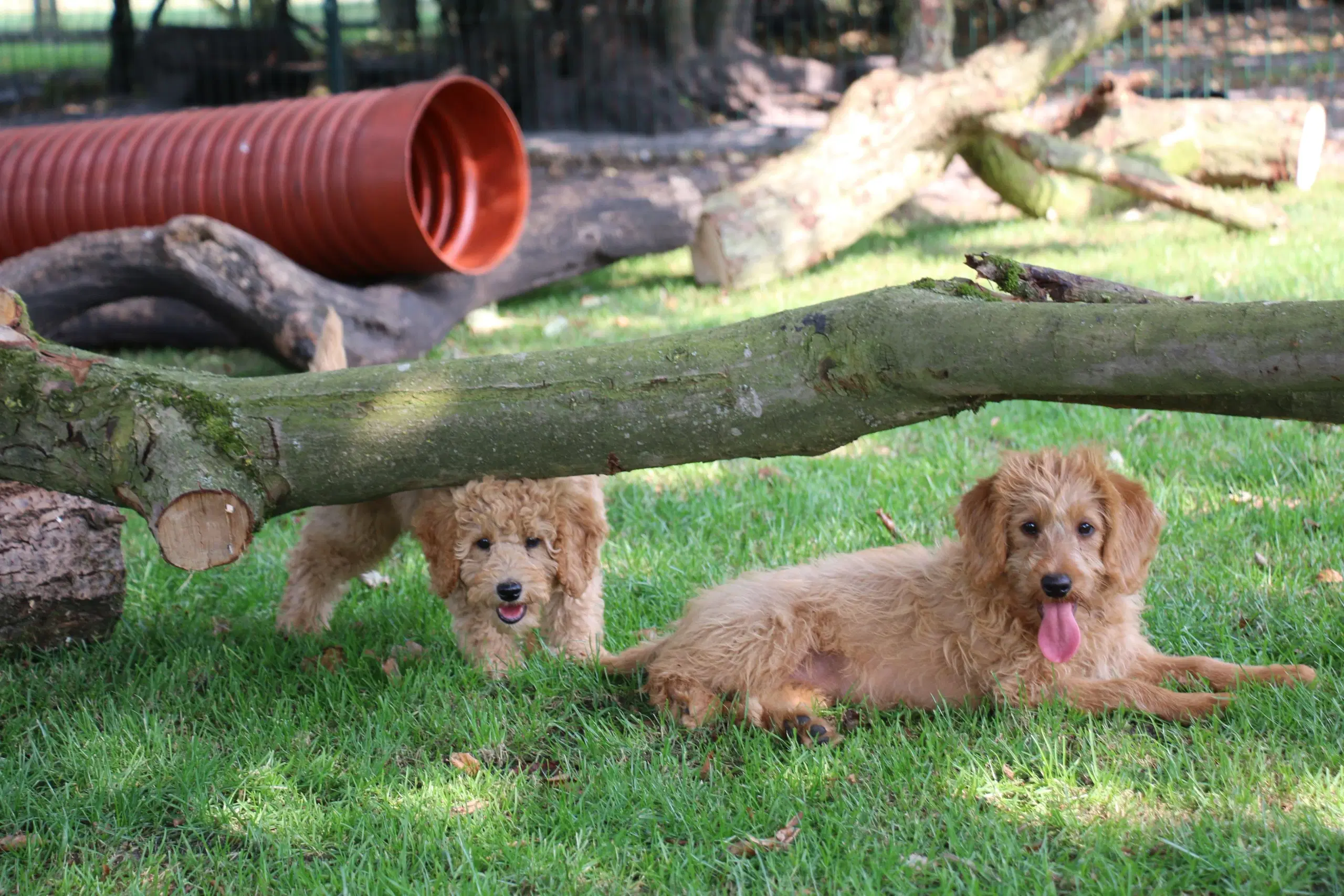 Goldendoodle Doodledoodle Cavapoo