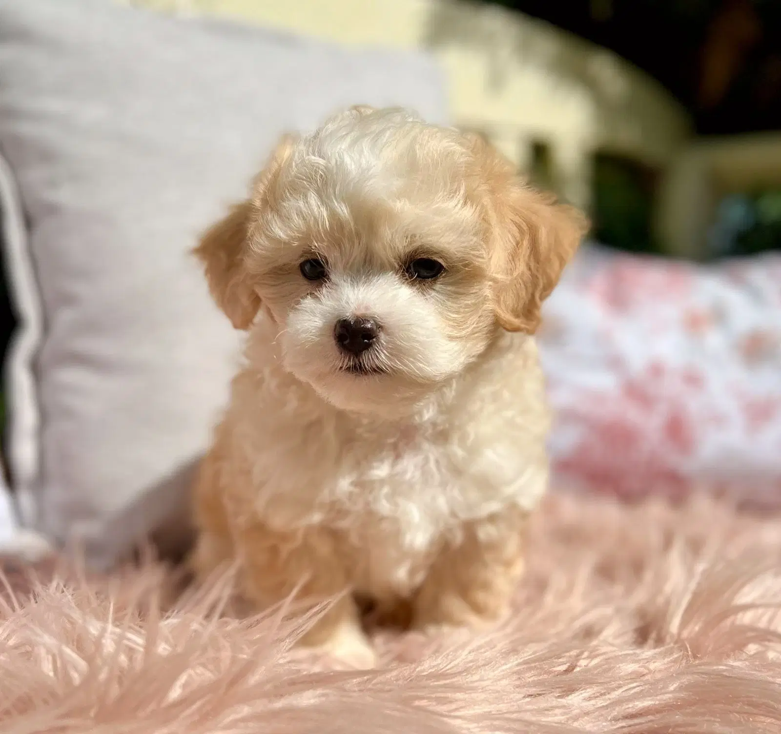 Maltipoo hvalpe piger og drenge