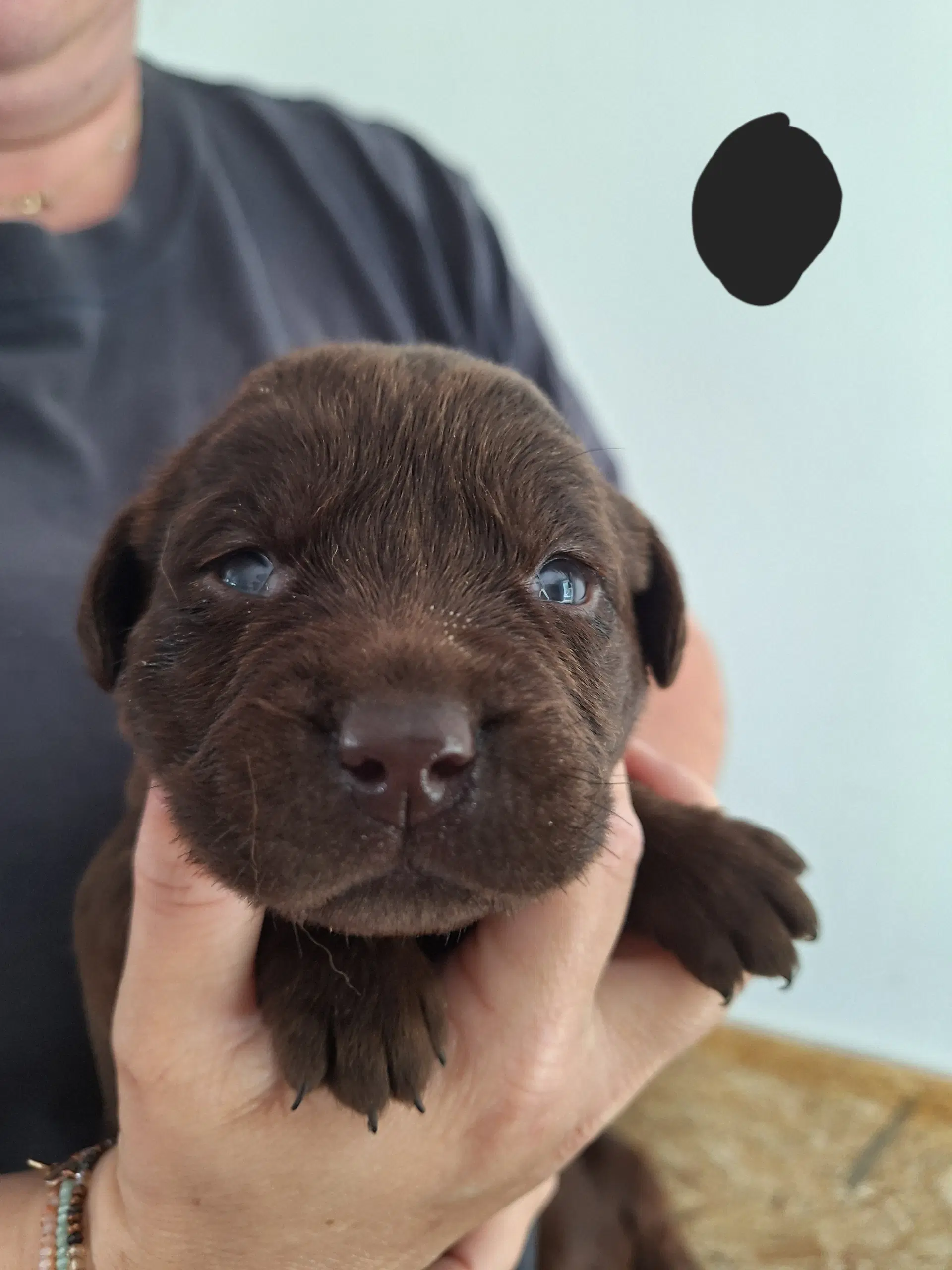 Labrador hvalpe sælges