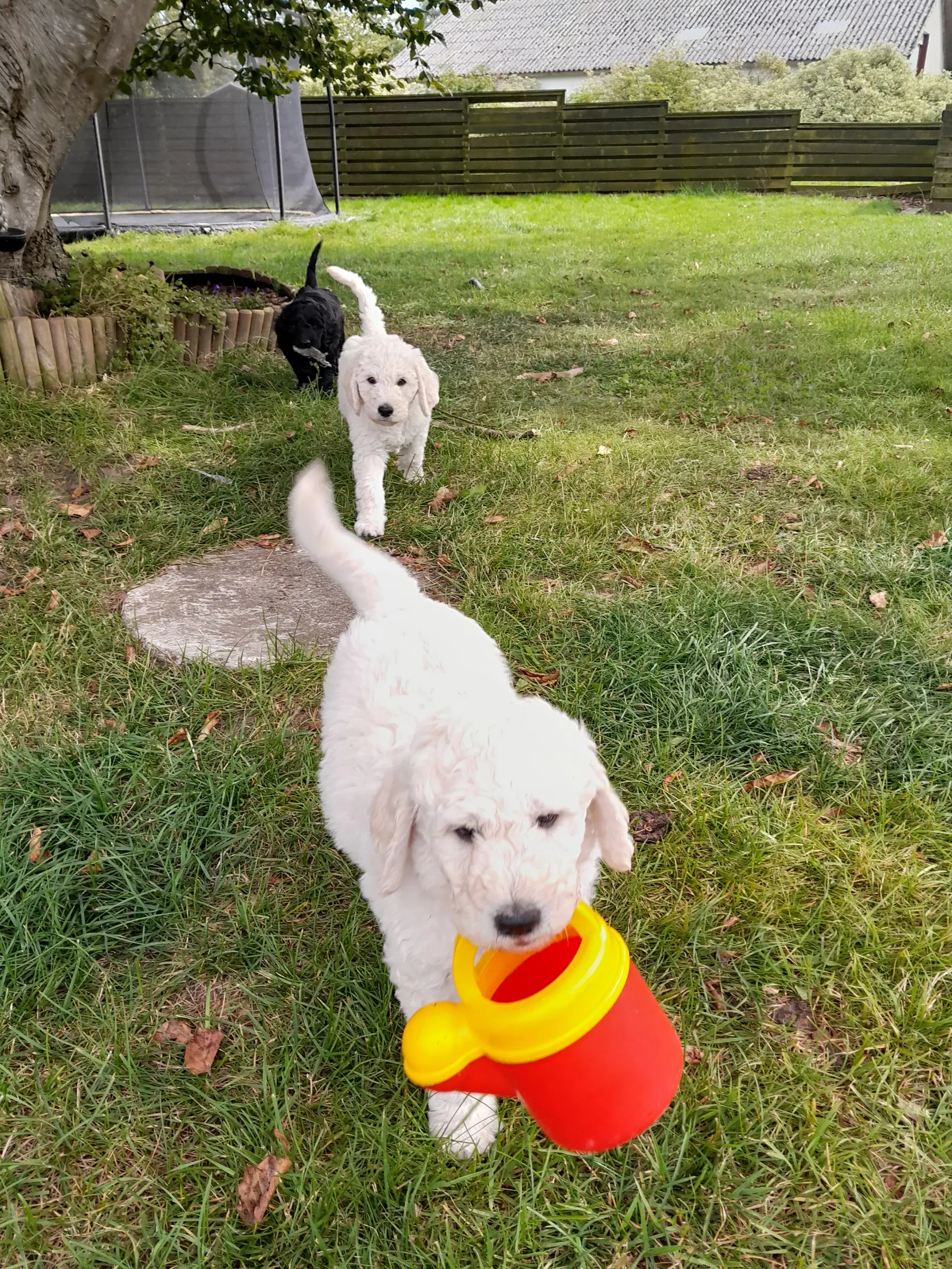 Labradoodle hvalpe