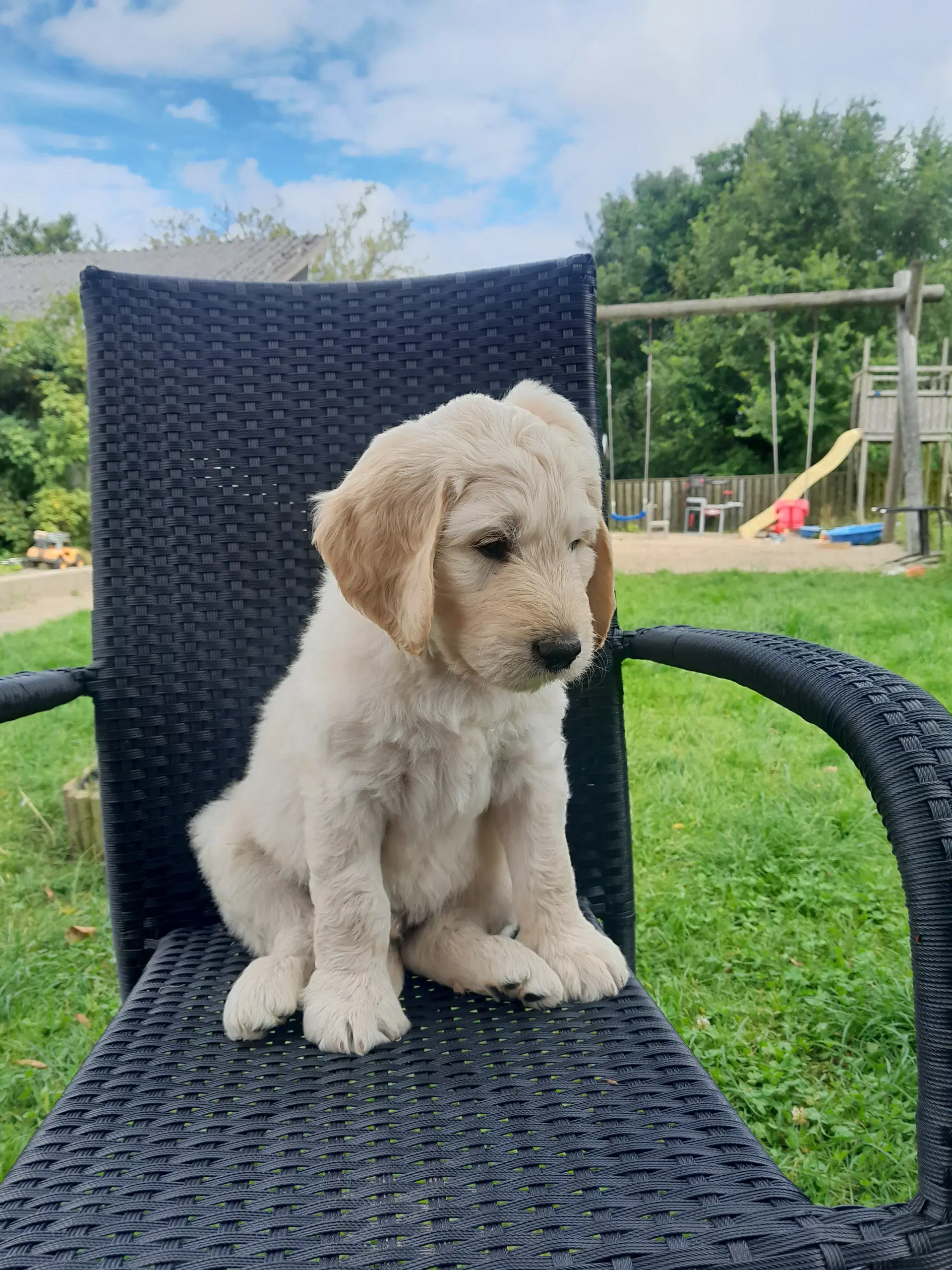 Labradoodle hvalpe