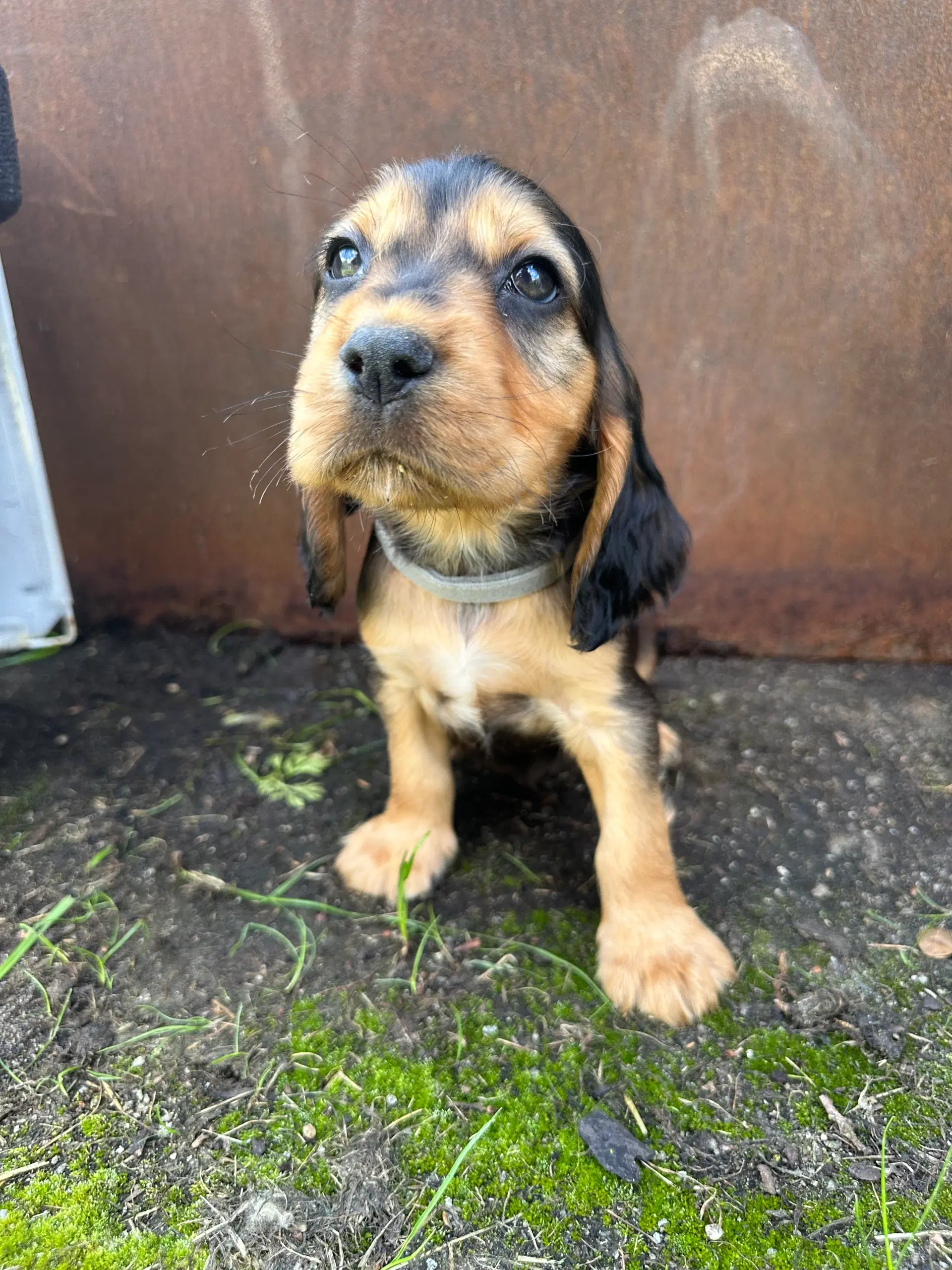 Cocker spaniel