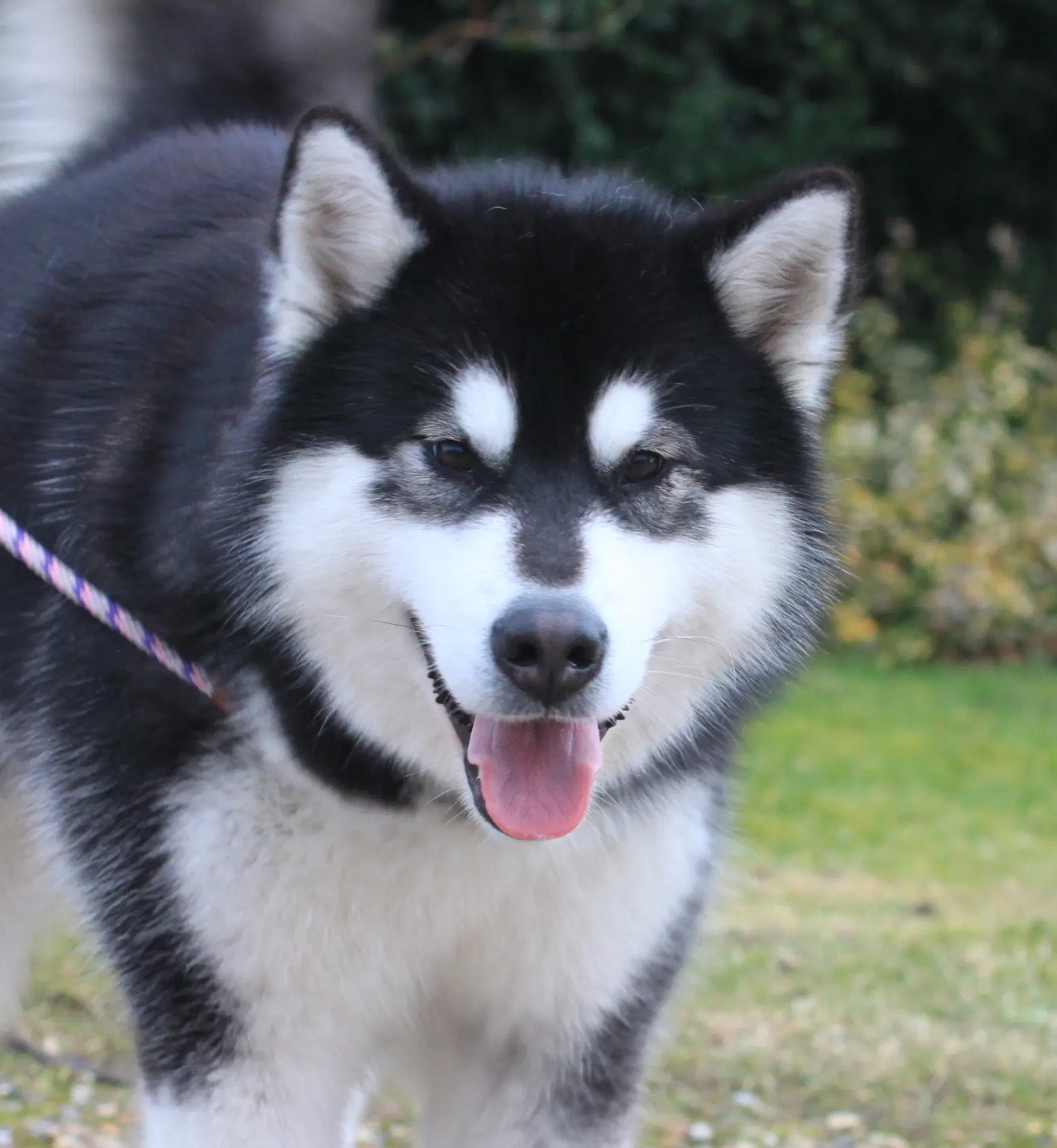 Alaskan malamute