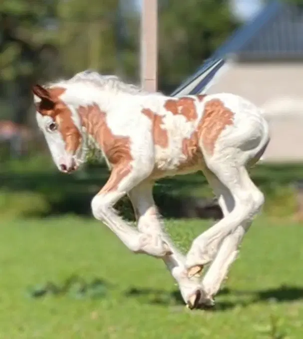 Tinker /Irish cob hoppe føl