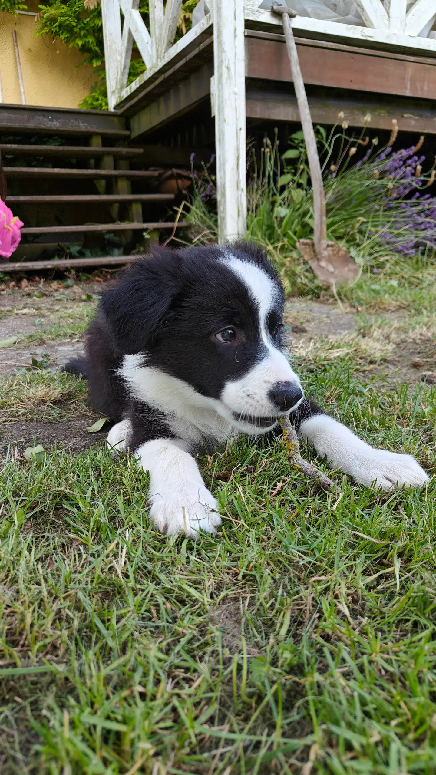 Border Collie/Australian Shepherd hvalpe