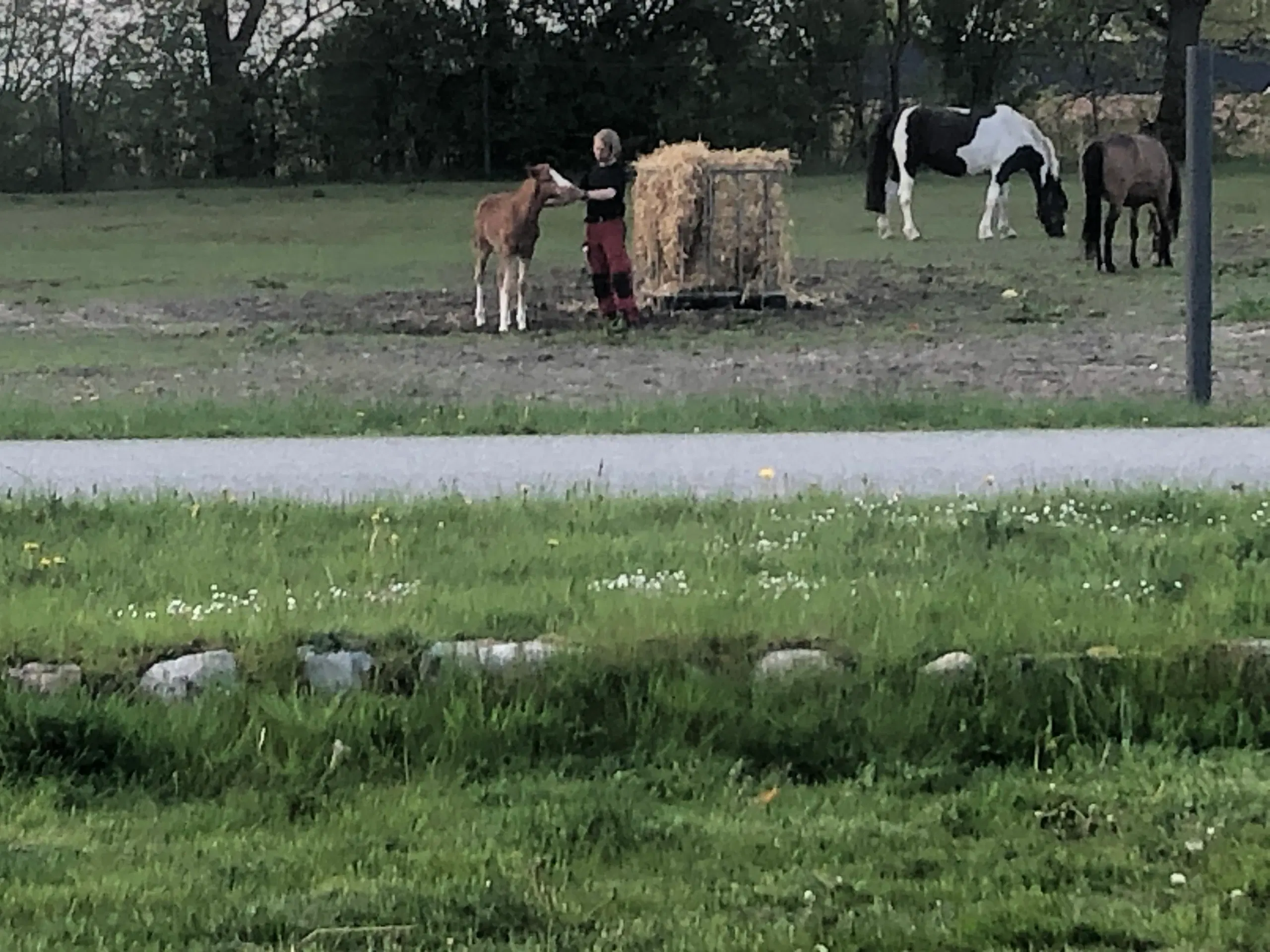 Pony kat 1 føl / plag