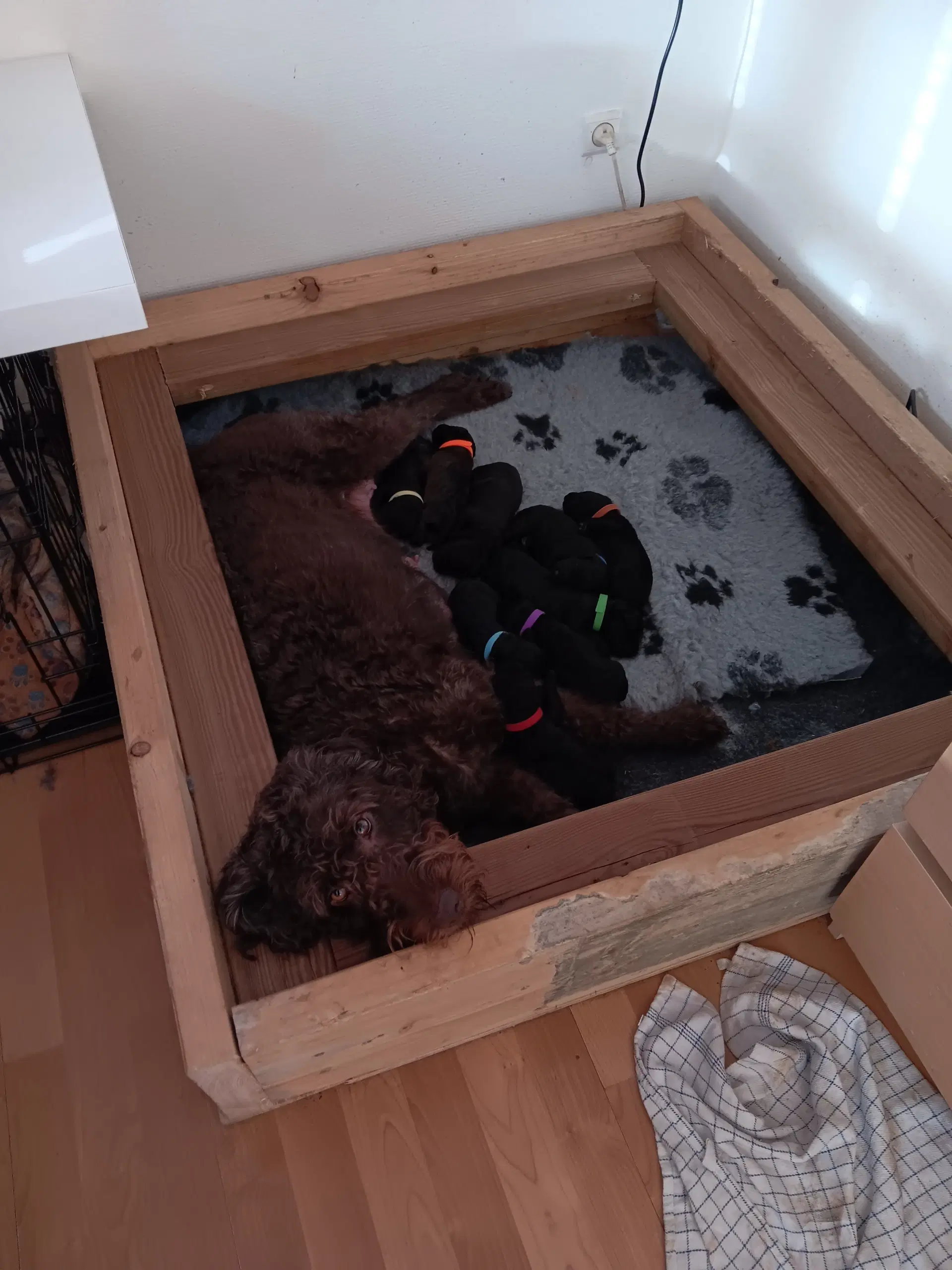 Skønne Labradoodle F1B hvalpe