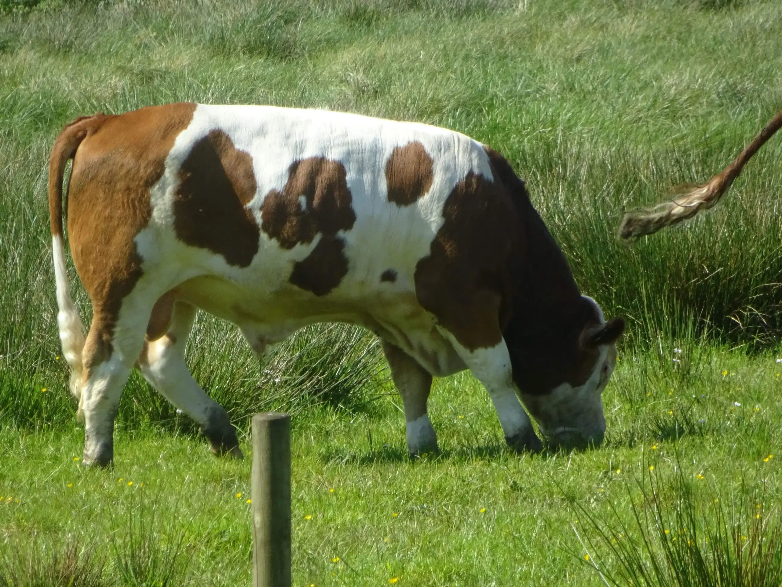 Flot simmentaler tyr udlejes