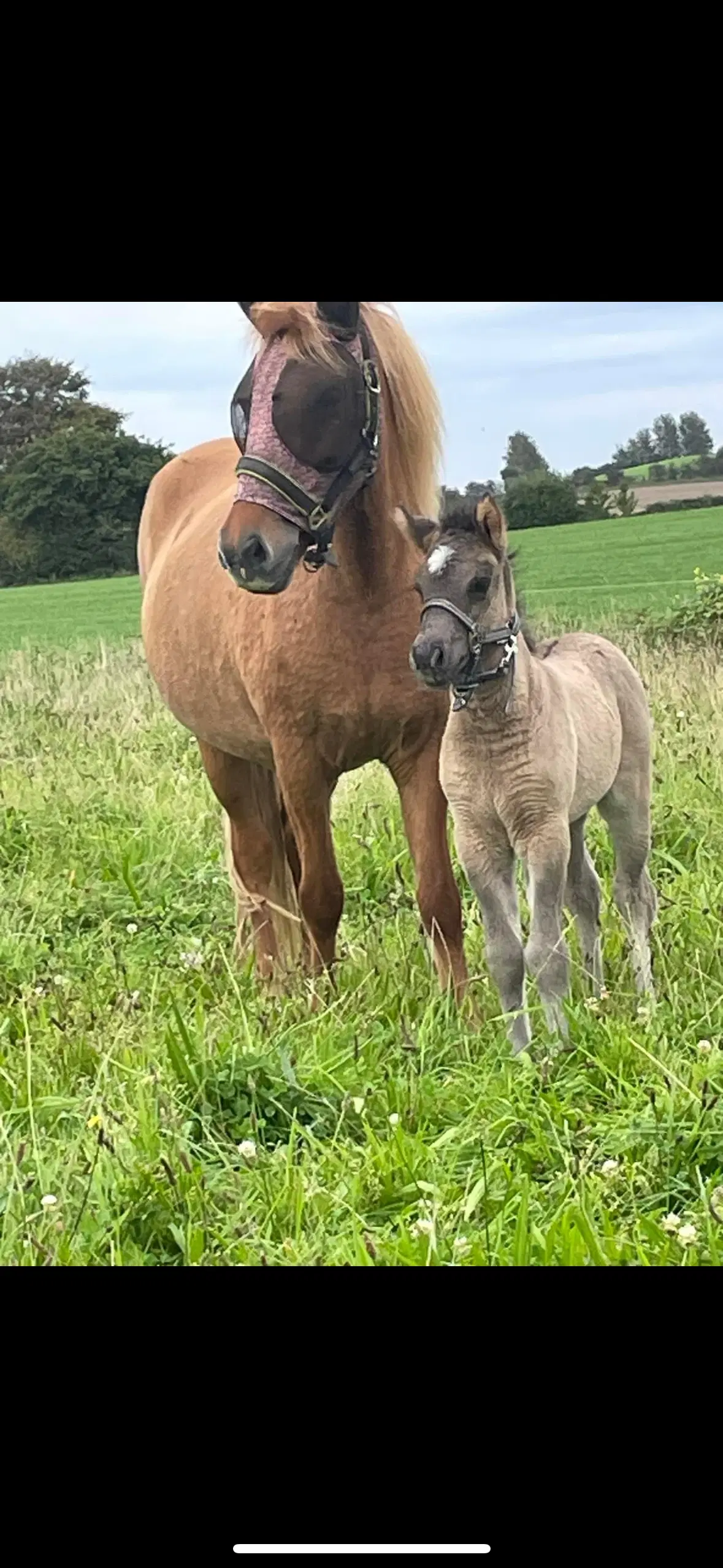 Snart 1 årig islænder hingst