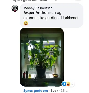 40 Canna Frø inkl levering Nemme at gro