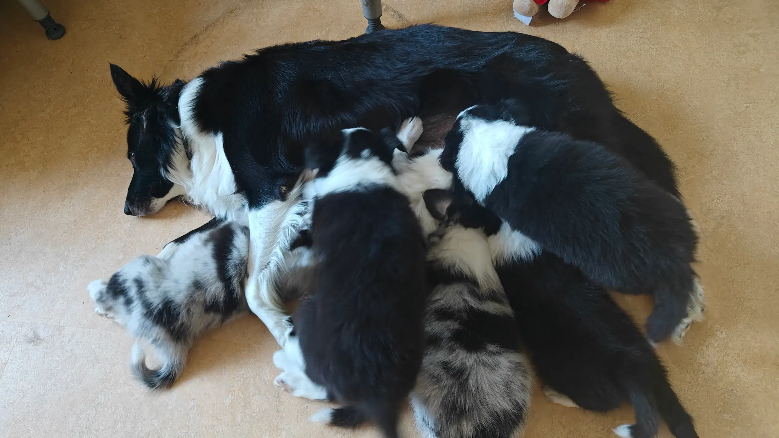 Border Collie/Australian Shepherd hvalpe