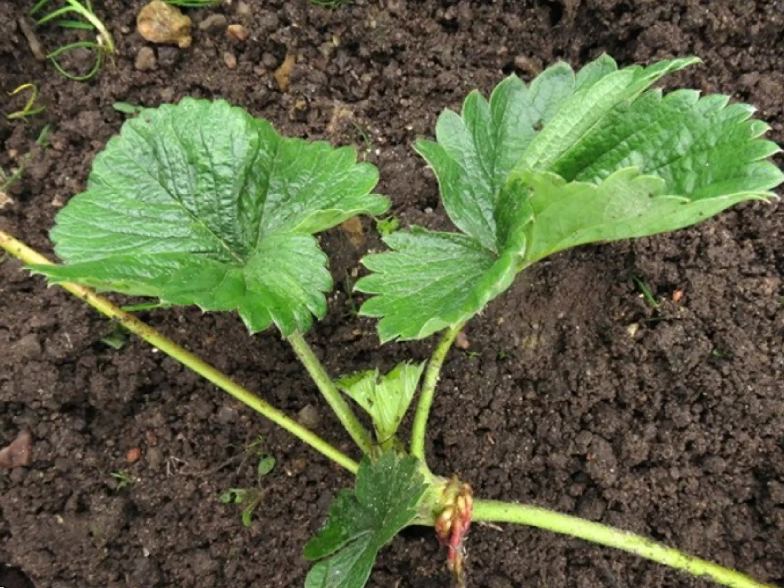 Jordbærplanter Dania  Polka