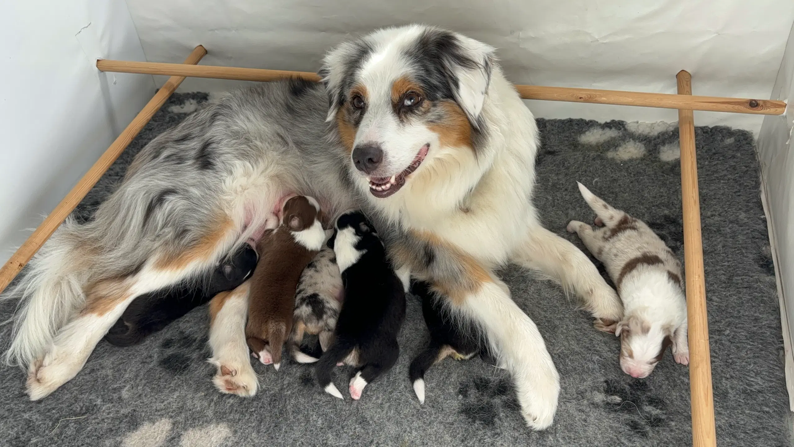 Australian shepherd hvalp Aussie