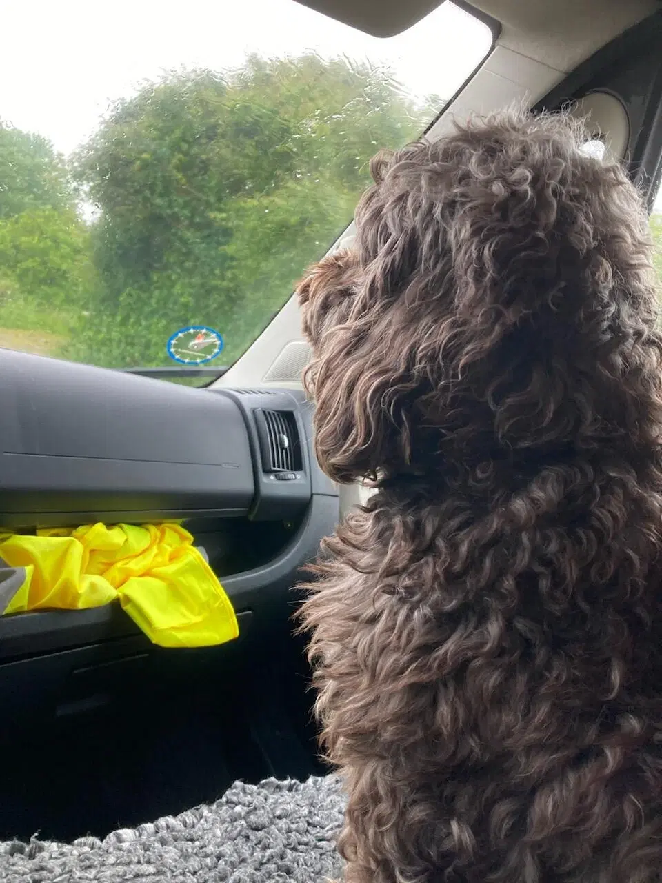 Cockapoo parring tilbydes