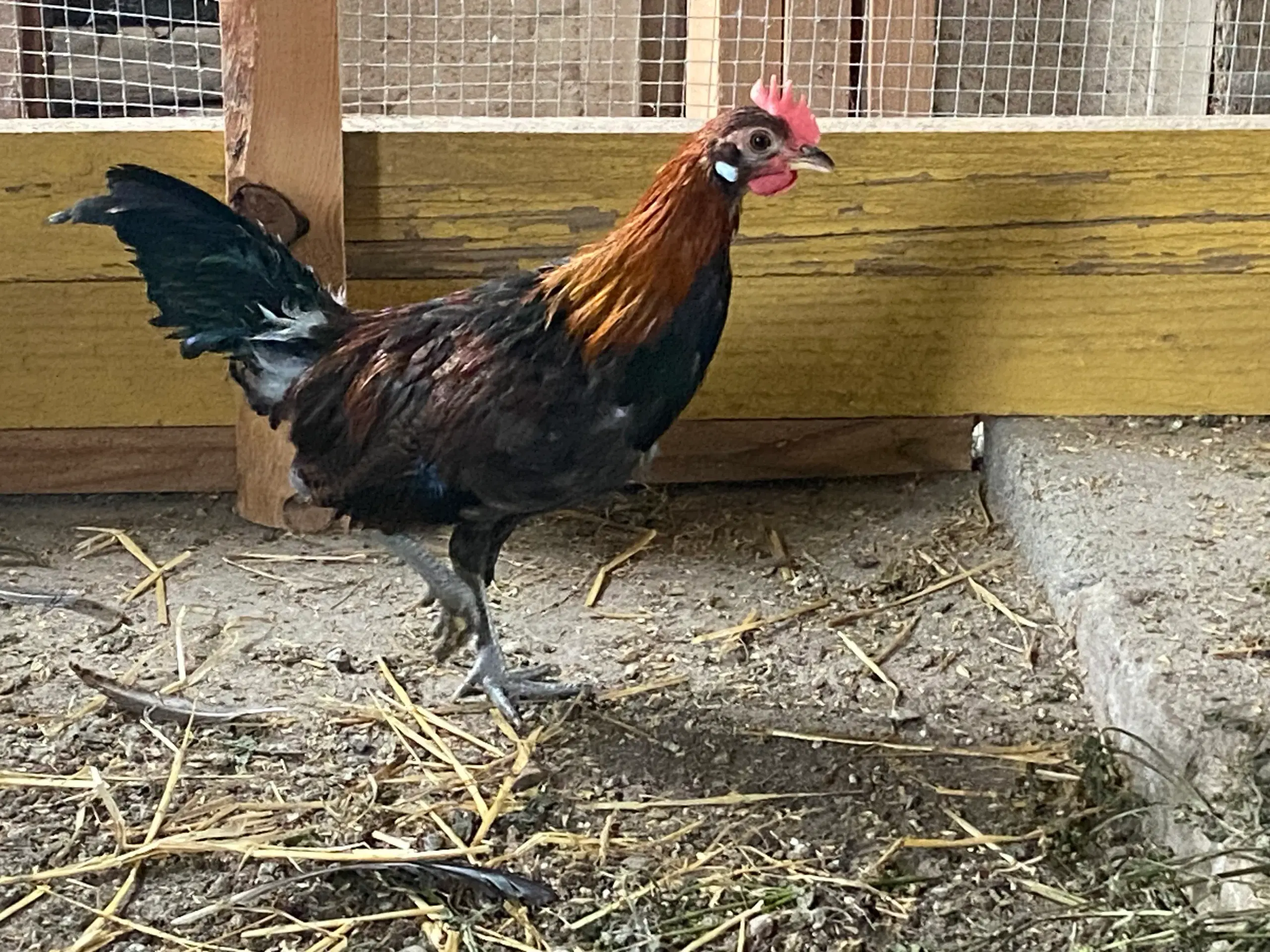 Dværgkok i Brun dansk landrace