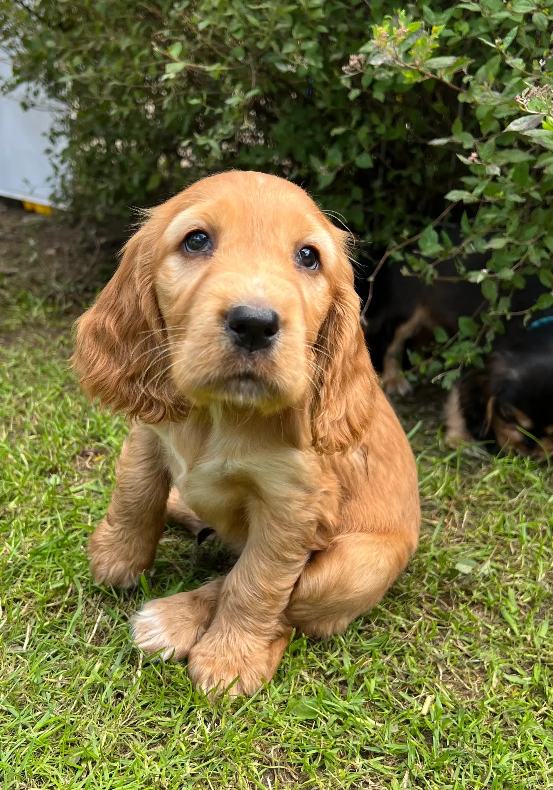 Cocker spaniel