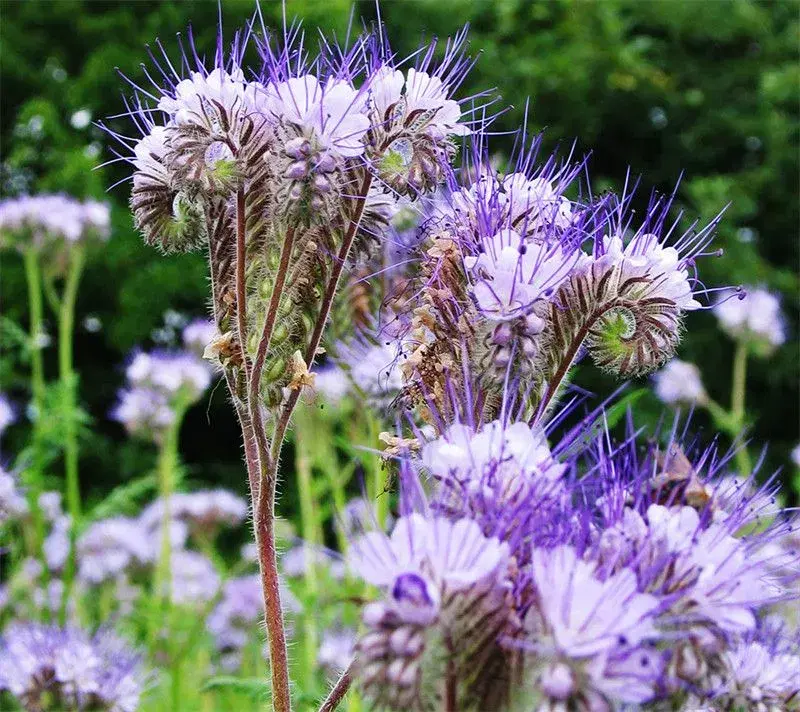 PAS PÅ NATUREN med smukke blomster -så nu!