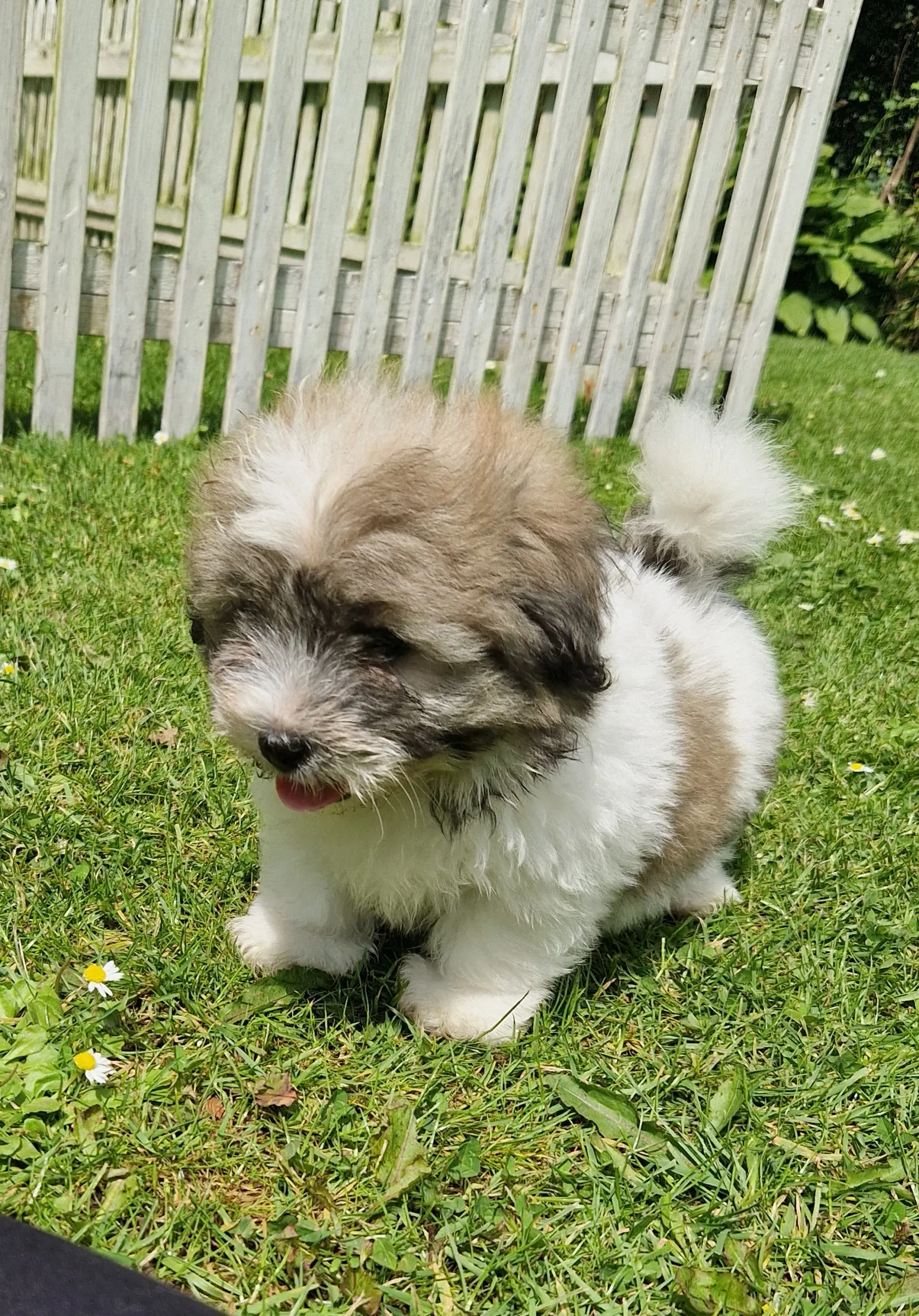 Coton de tulear