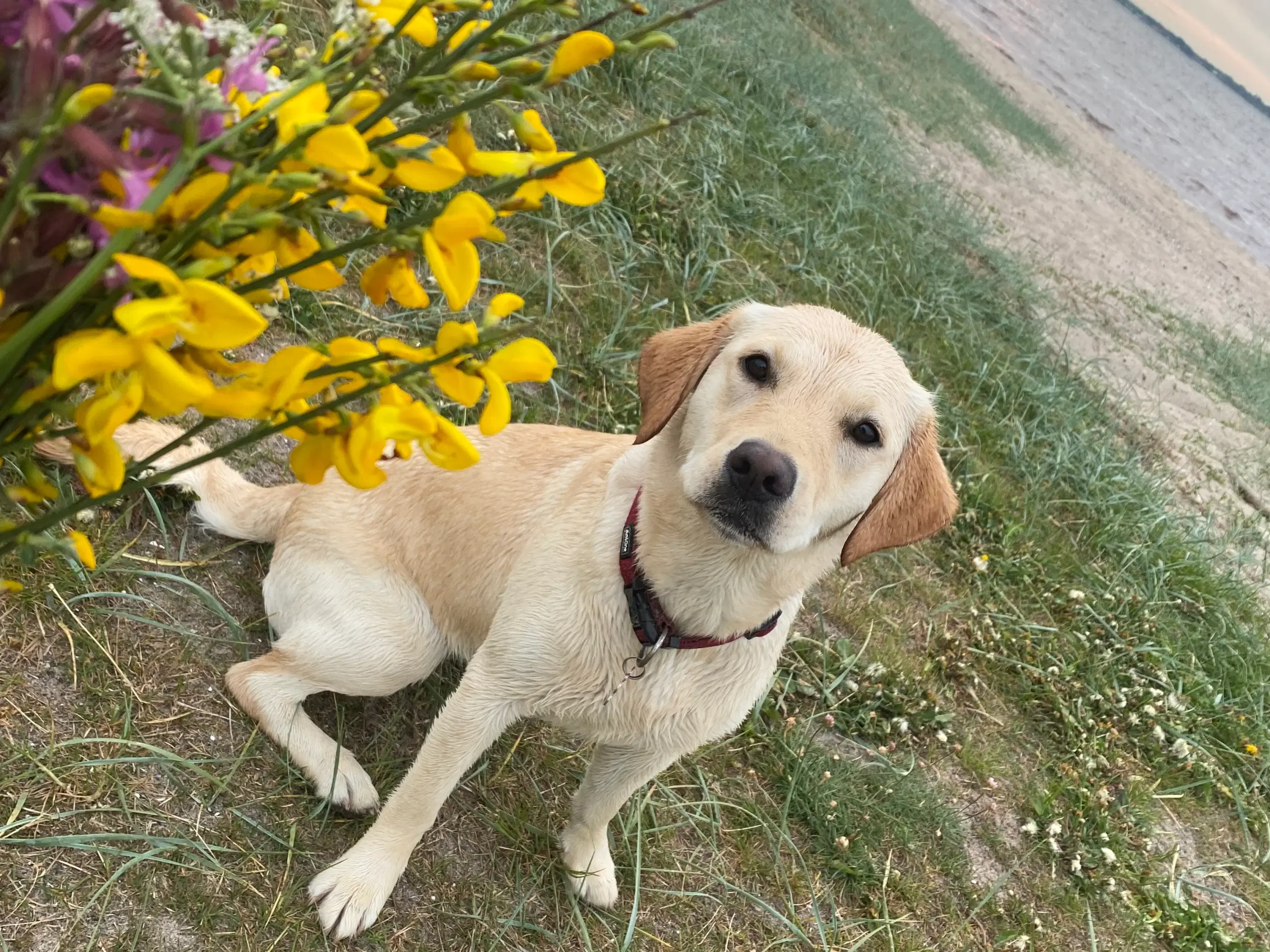 Labrador hvalpe søger nyt kærligt hjem