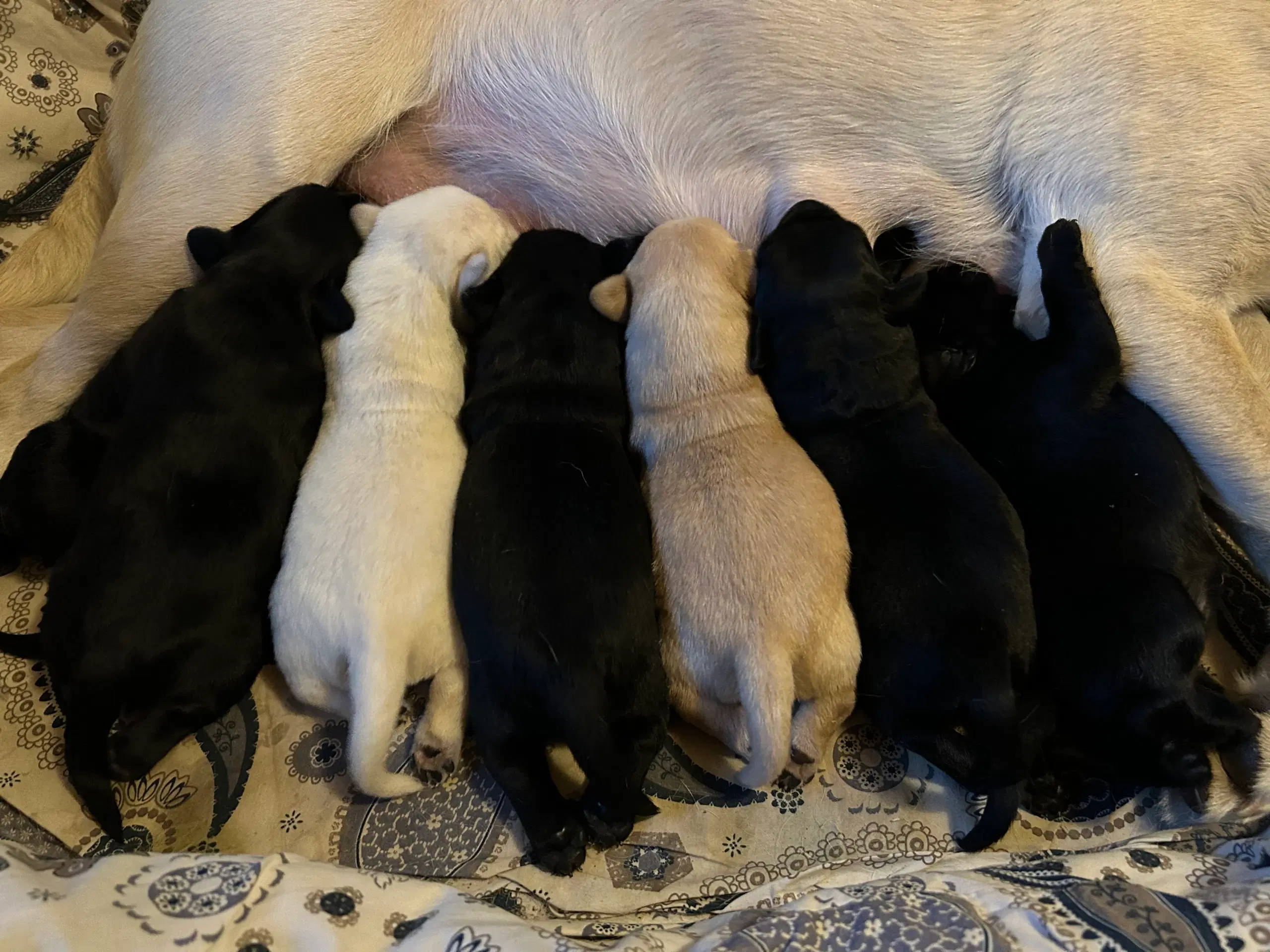 Labrador hvalpe søger nyt kærligt hjem