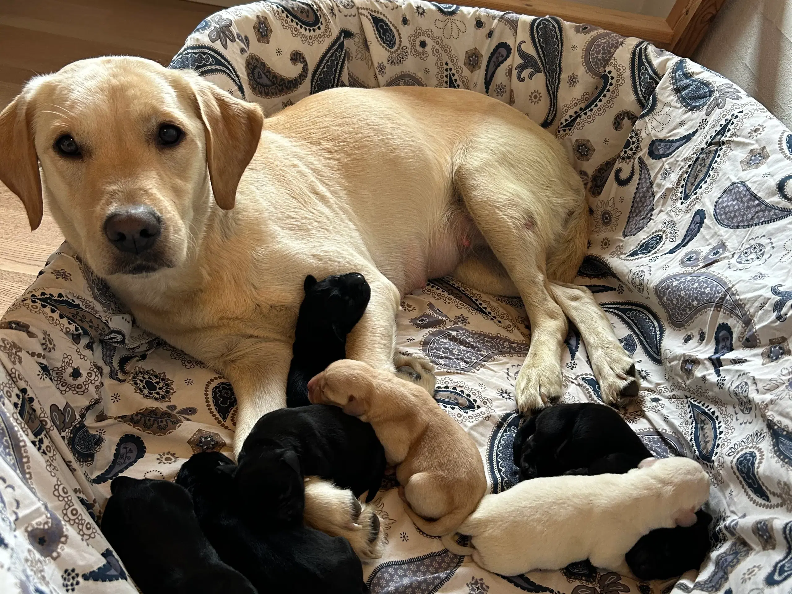 Labrador hvalpe søger nyt kærligt hjem