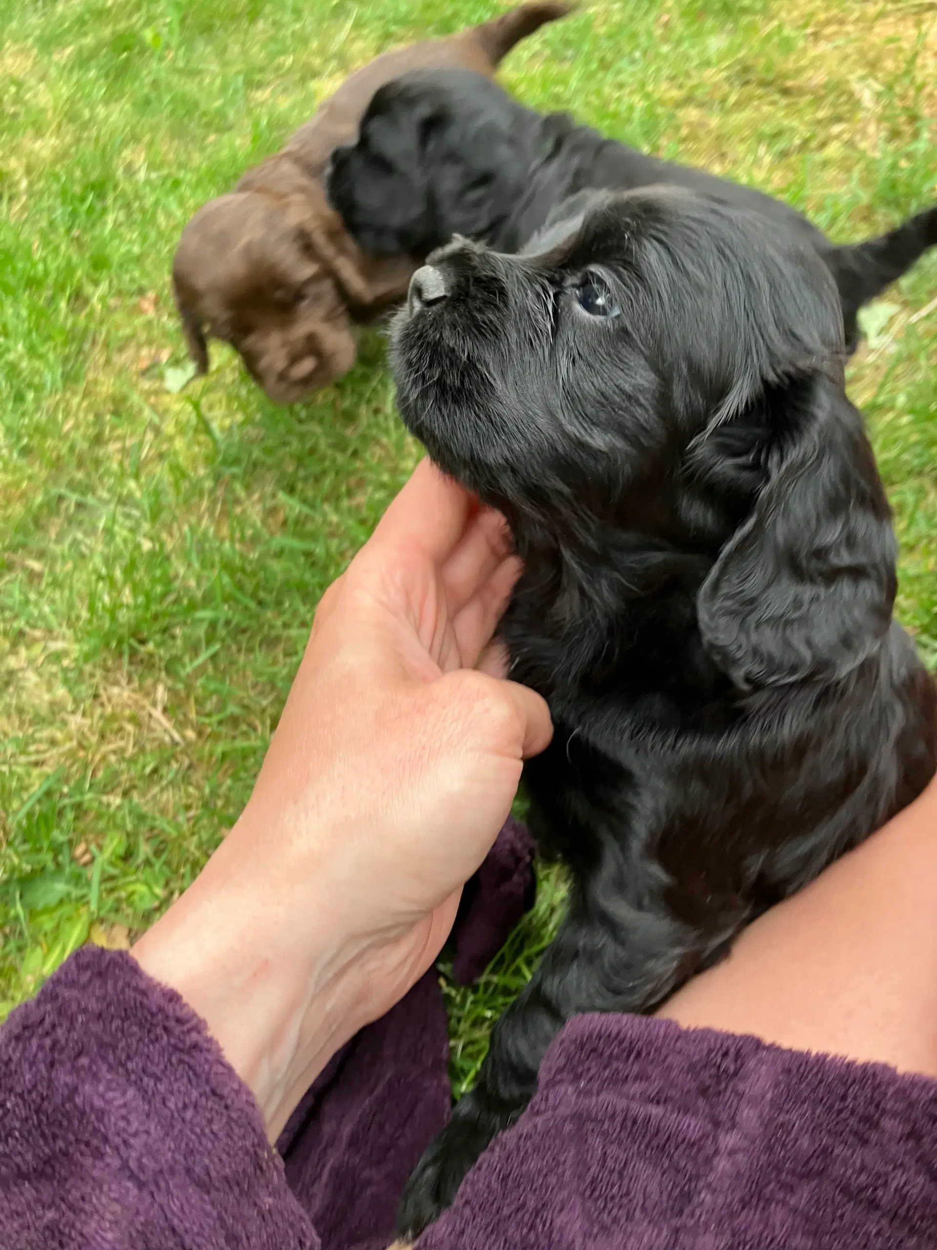 Mini Cocker Spaniel (Cockalier)