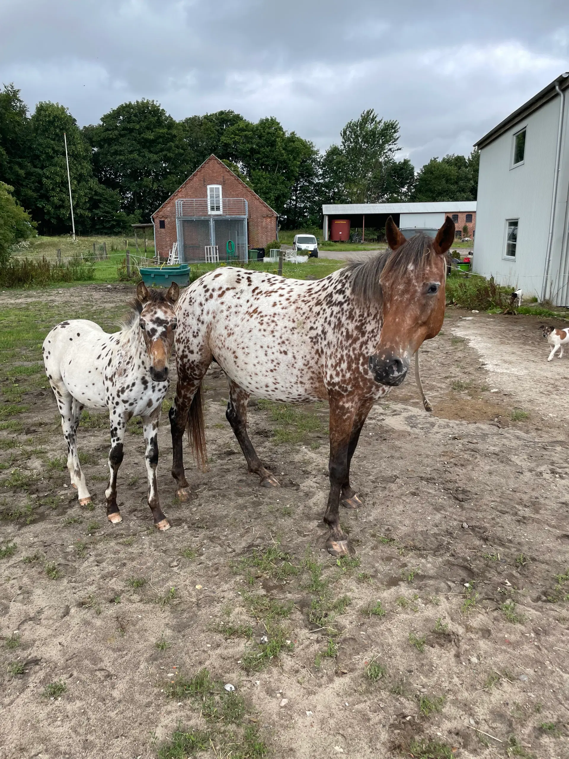 Knabstrupper pony føl