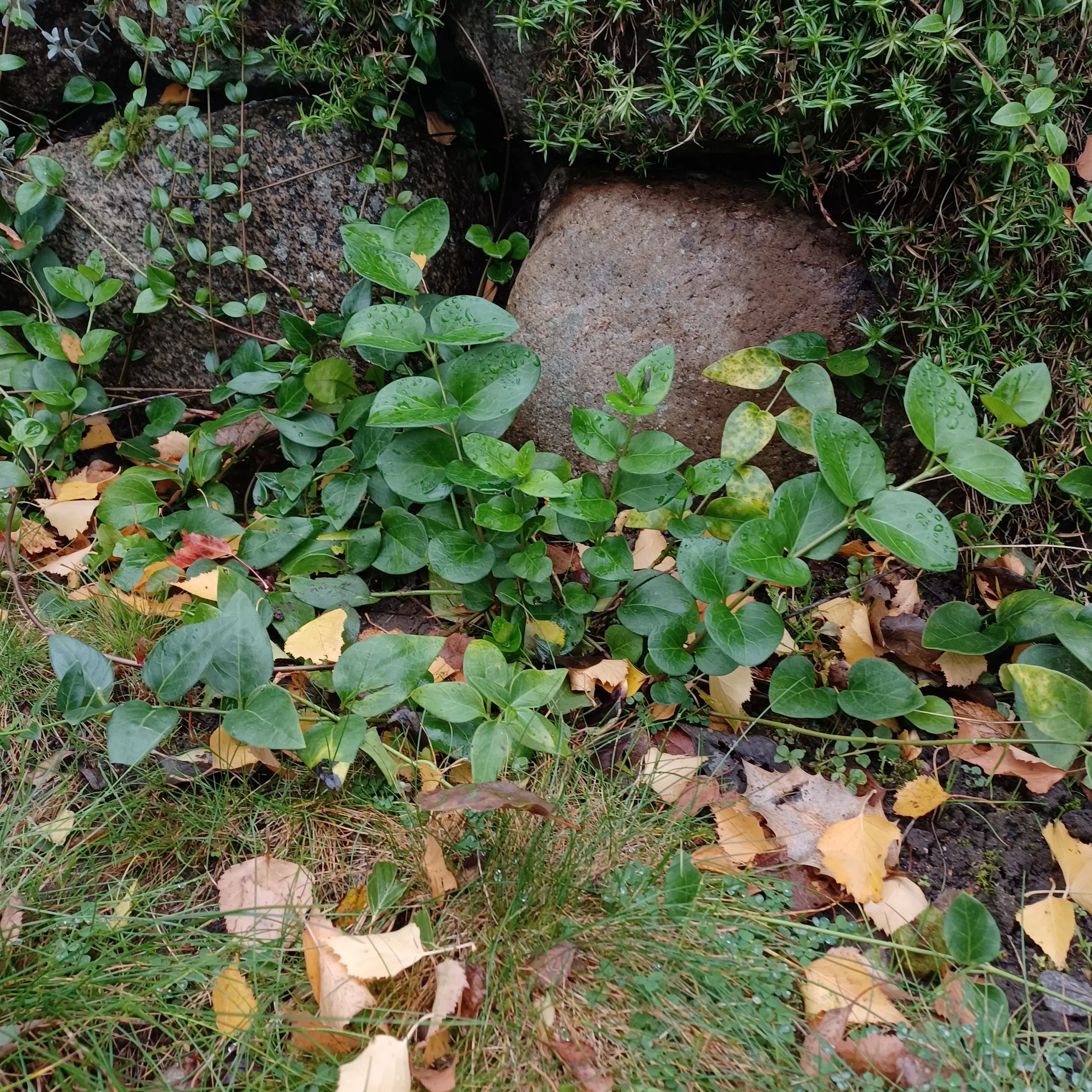 Vinca Major - stedsegrøn bunddække plante