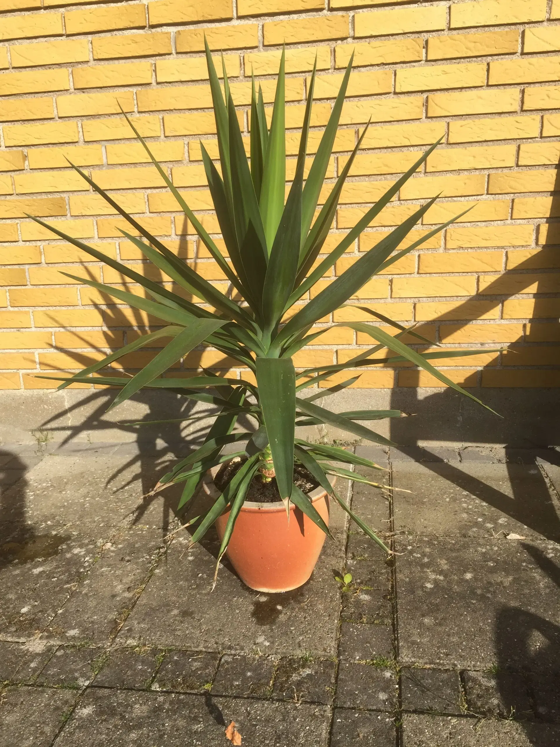 Yucca palmer