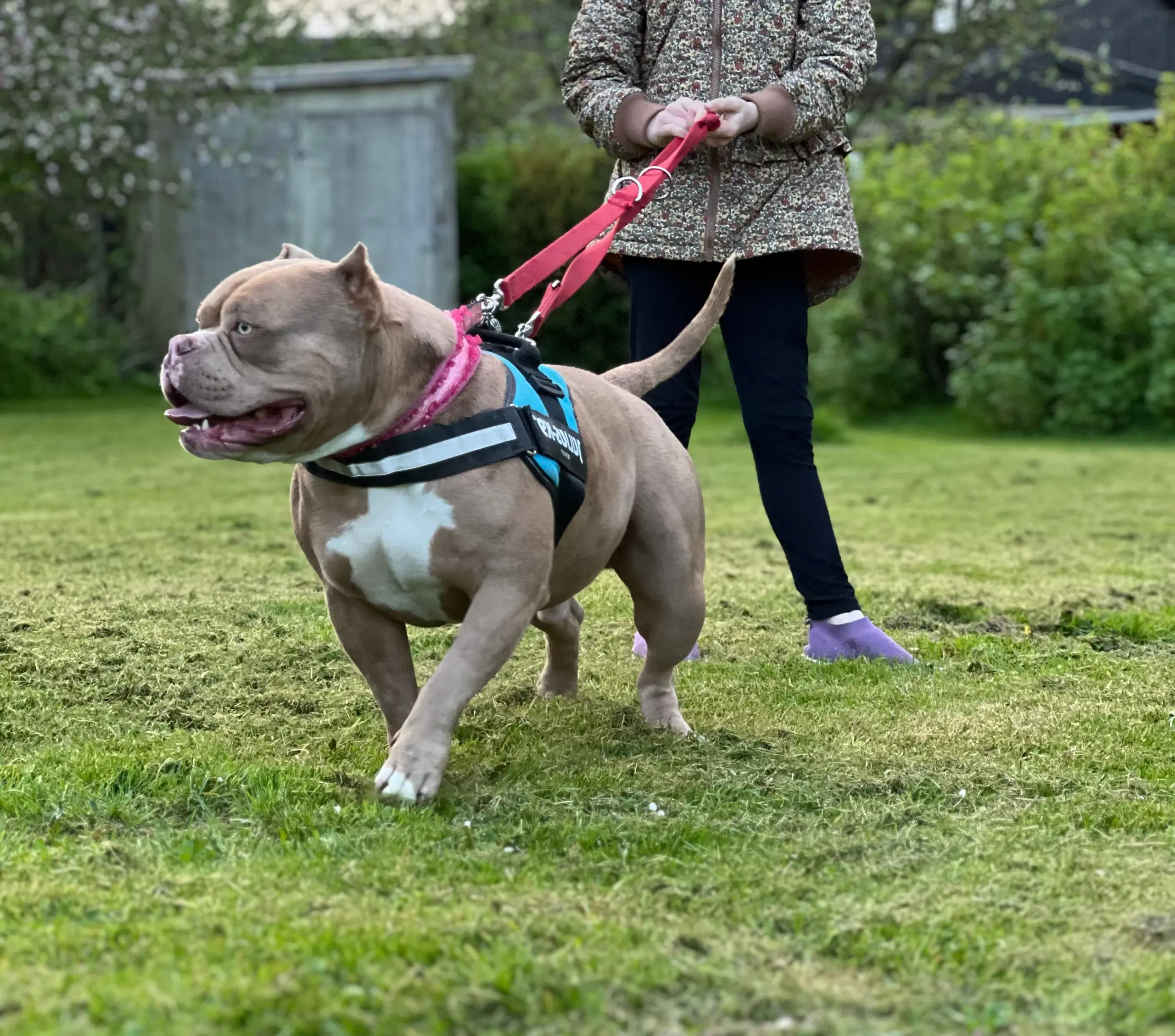 American bully