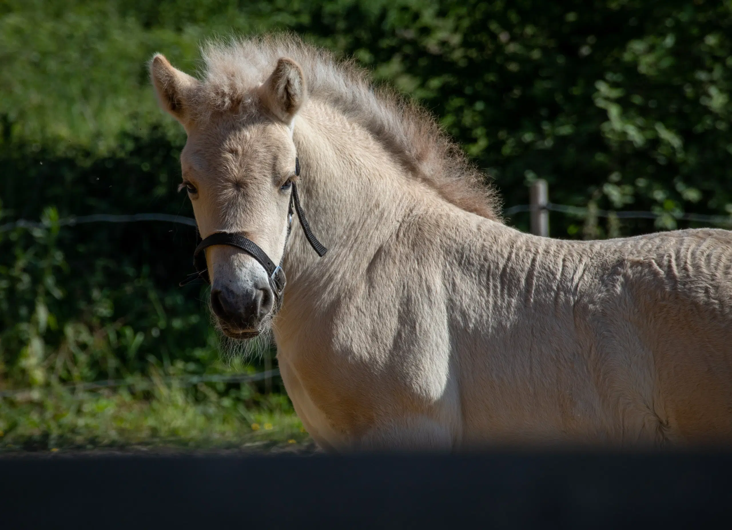 Fjordhest hingsteplag