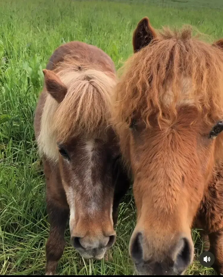 Bedækning tilbydes - pony