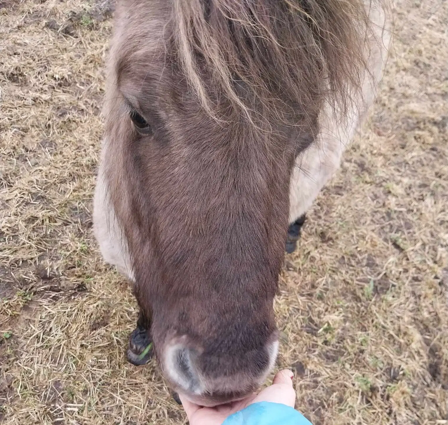 Shetlandspony Vallak