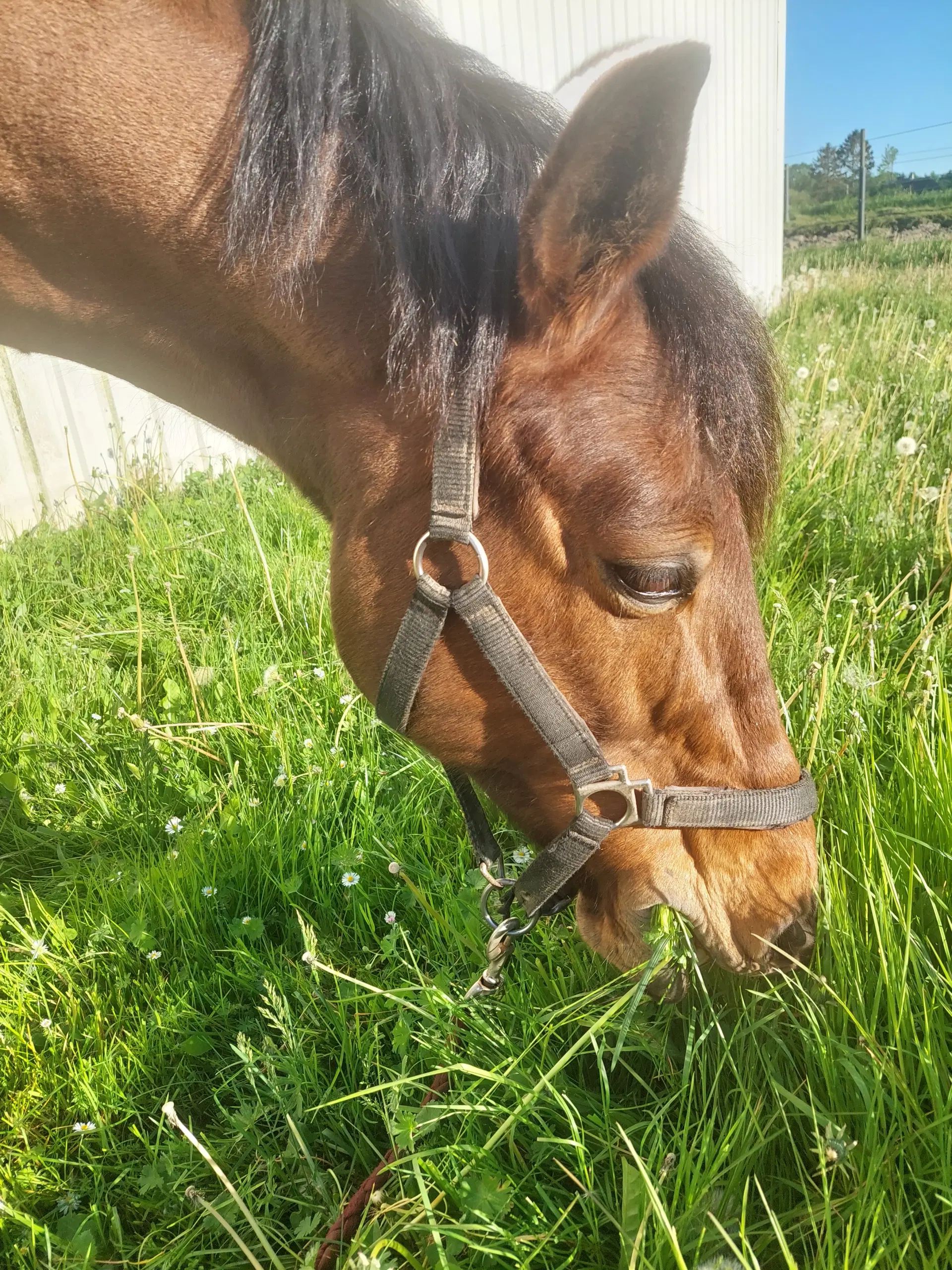 Den bedste pony kat 1