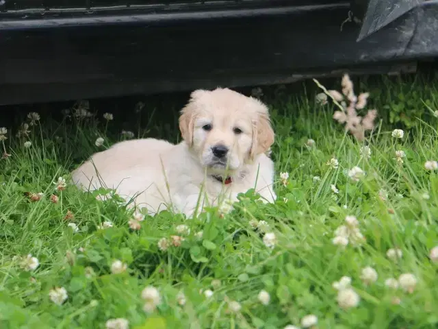 Verdens smukkeste Golden Retriever hvalpe